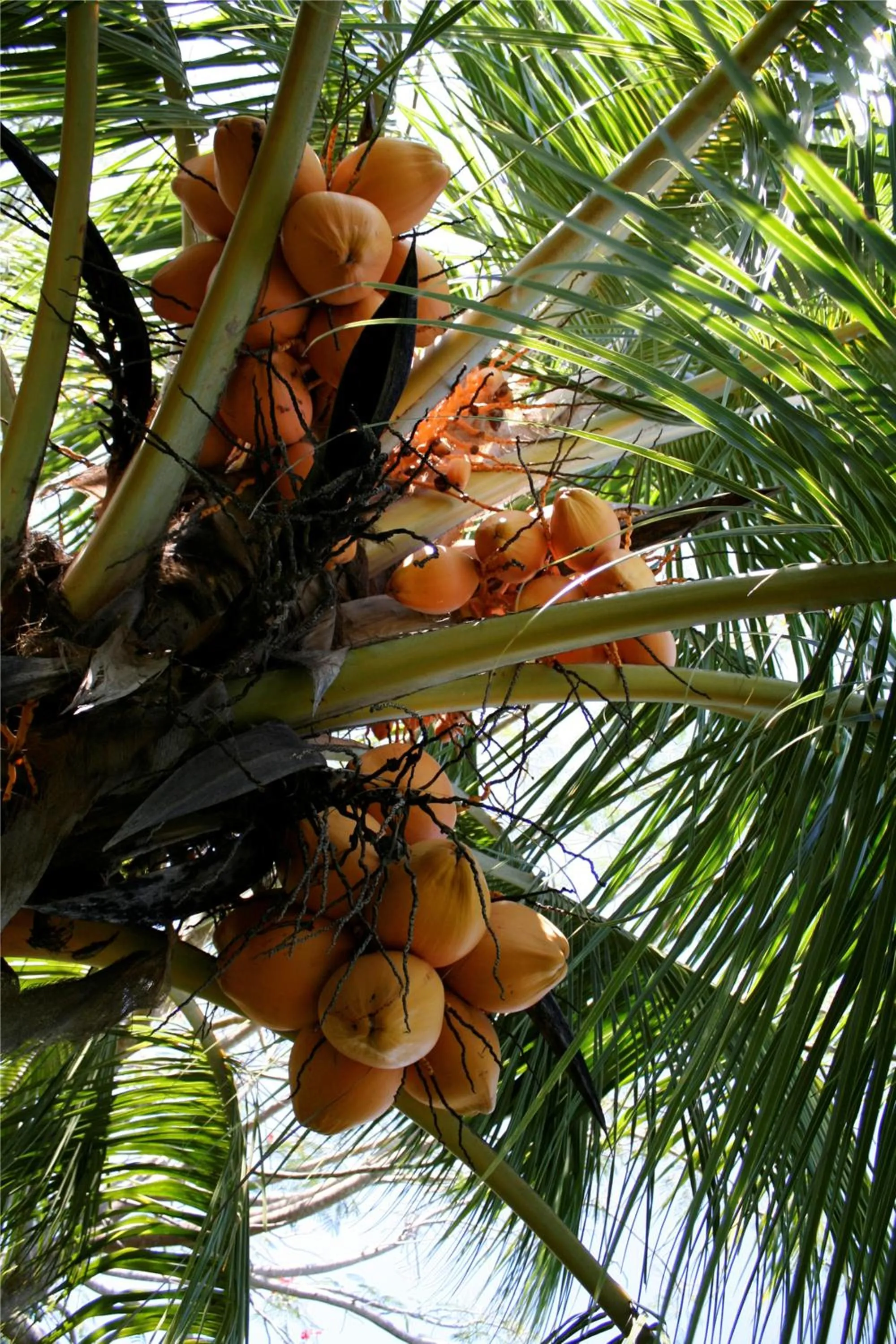 Garden in Casitas Sollevante Boutique Hotel