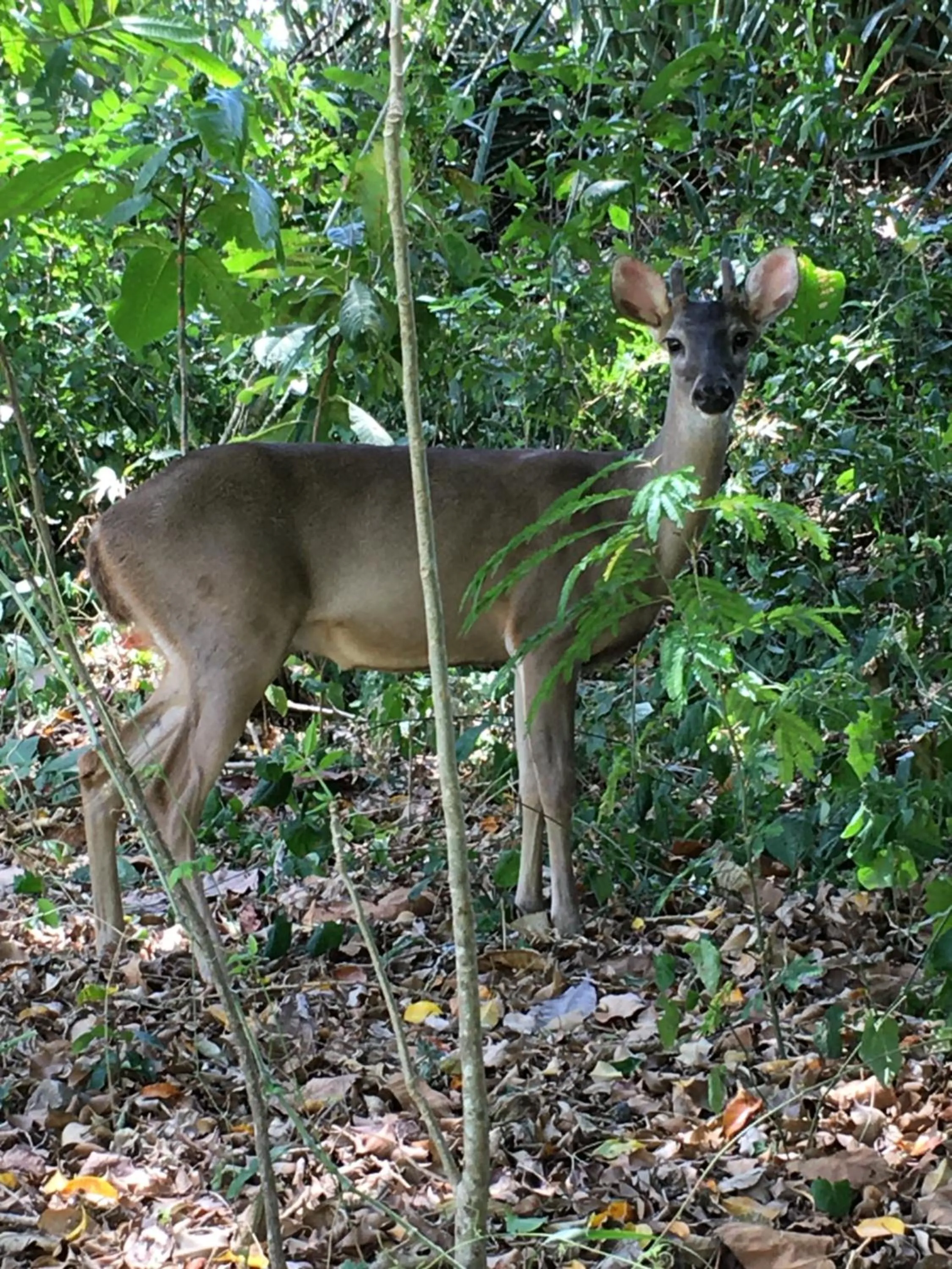 Casitas Sollevante Boutique Hotel