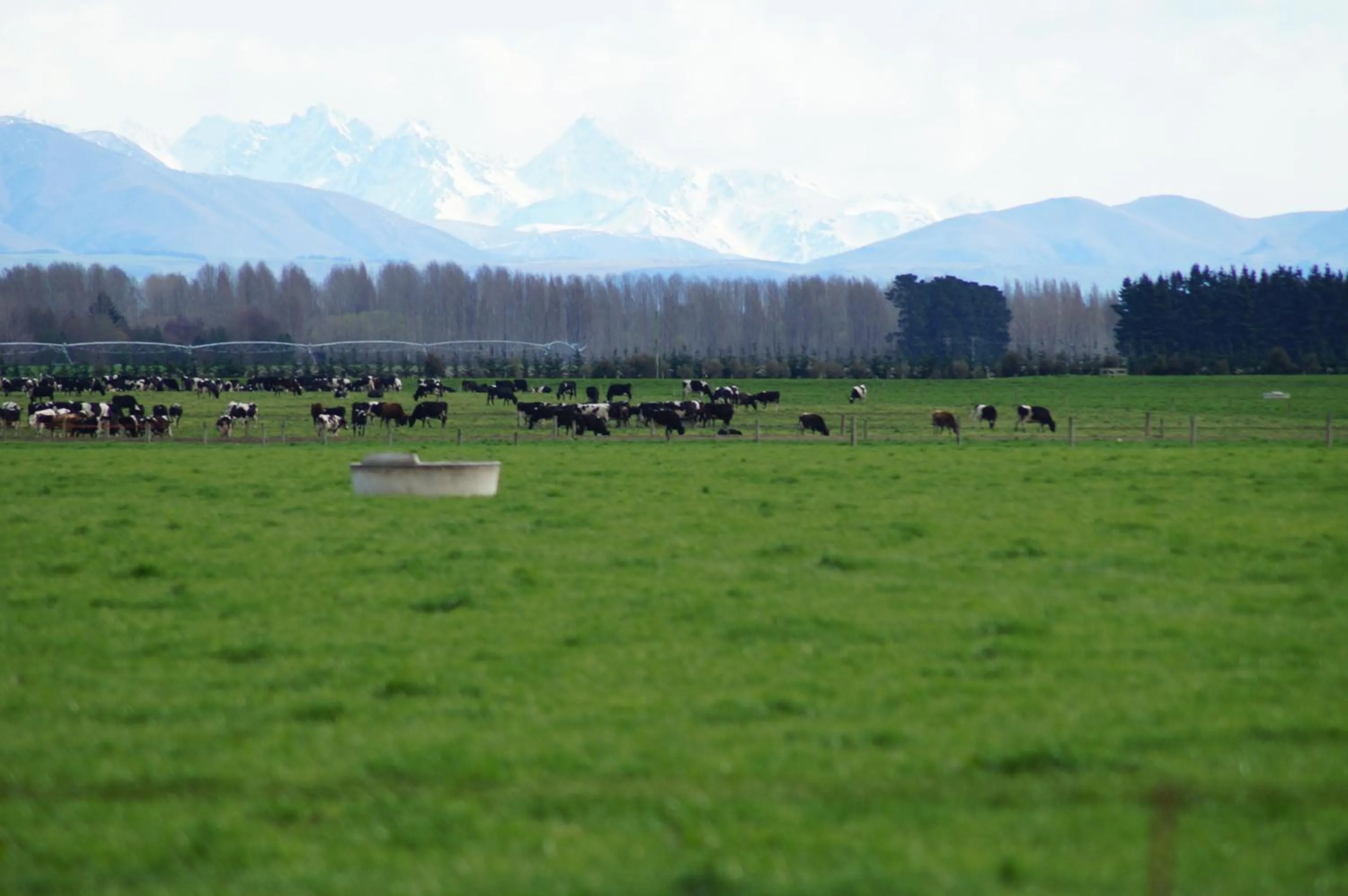 Animals in Taylors Motel