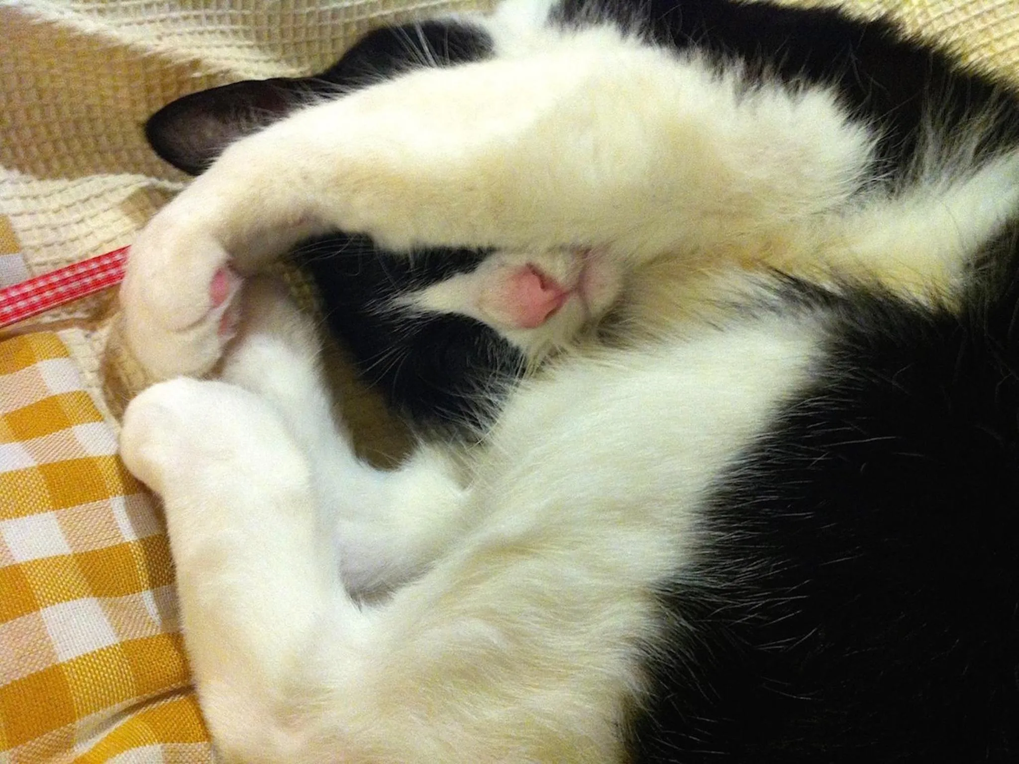 Pets in The Otaornai Backpacker's Hostel Morinoki