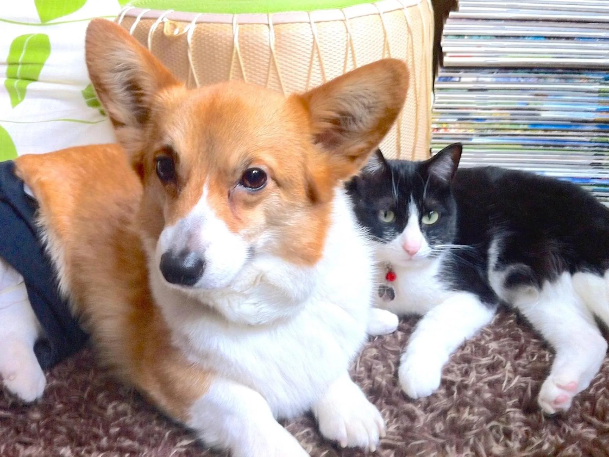 Pets in The Otaornai Backpacker's Hostel Morinoki