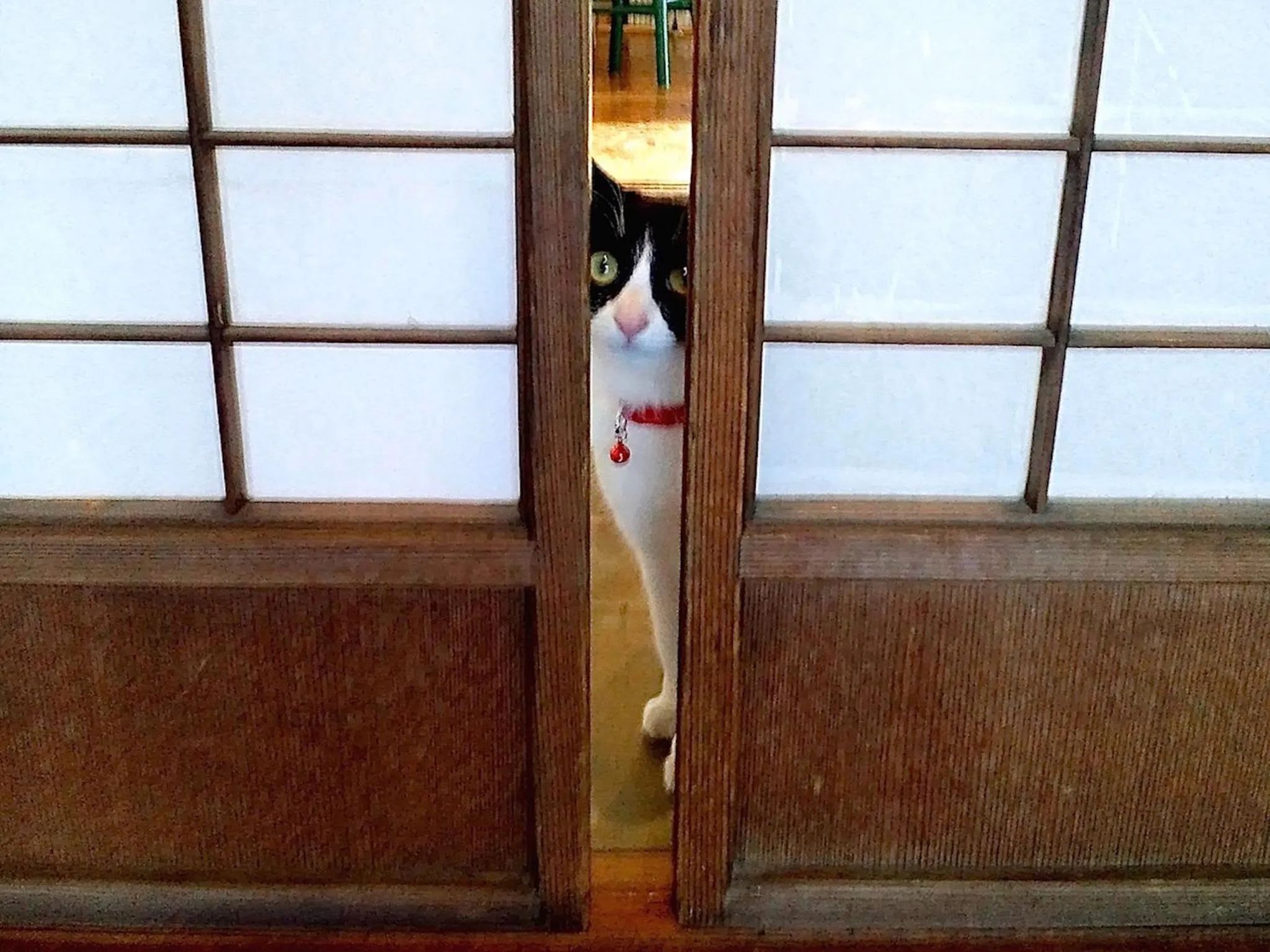 Pets in The Otaornai Backpacker's Hostel Morinoki