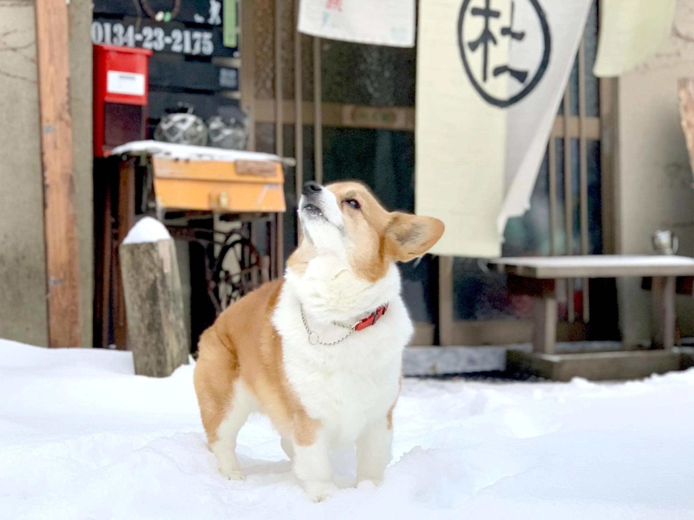 Property building in The Otaornai Backpacker's Hostel Morinoki