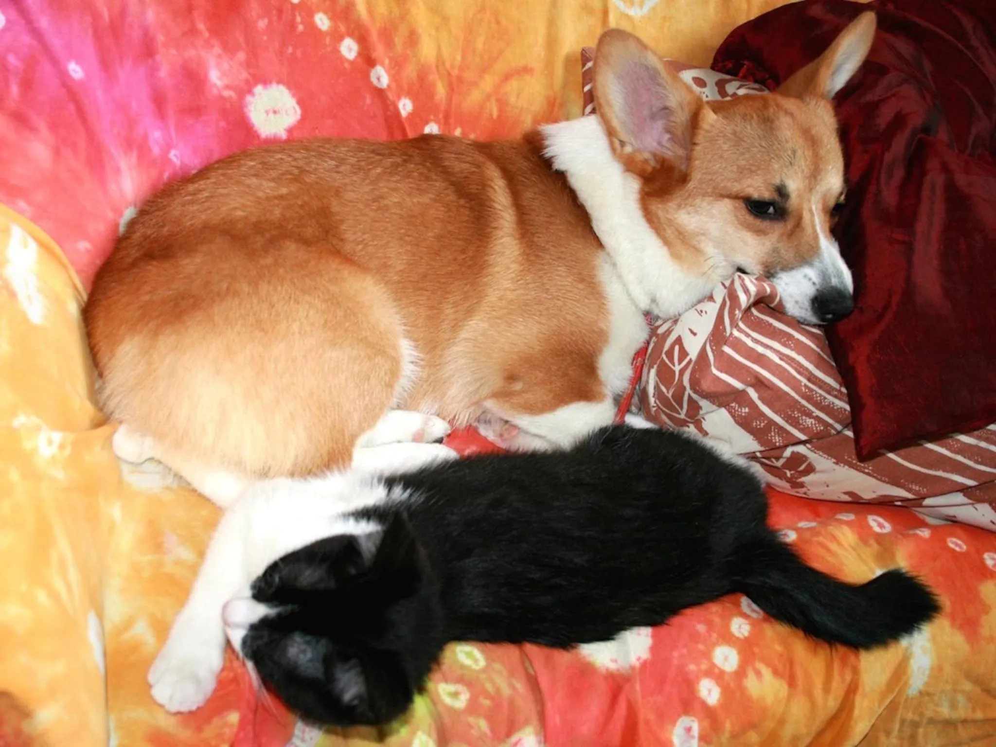 Pets in The Otaornai Backpacker's Hostel Morinoki