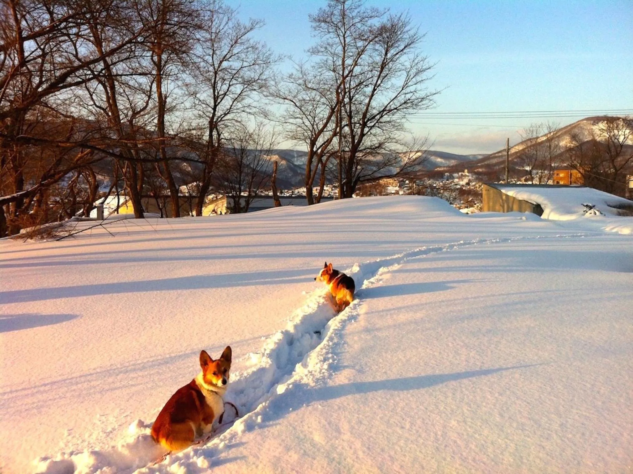 Pets in The Otaornai Backpacker's Hostel Morinoki