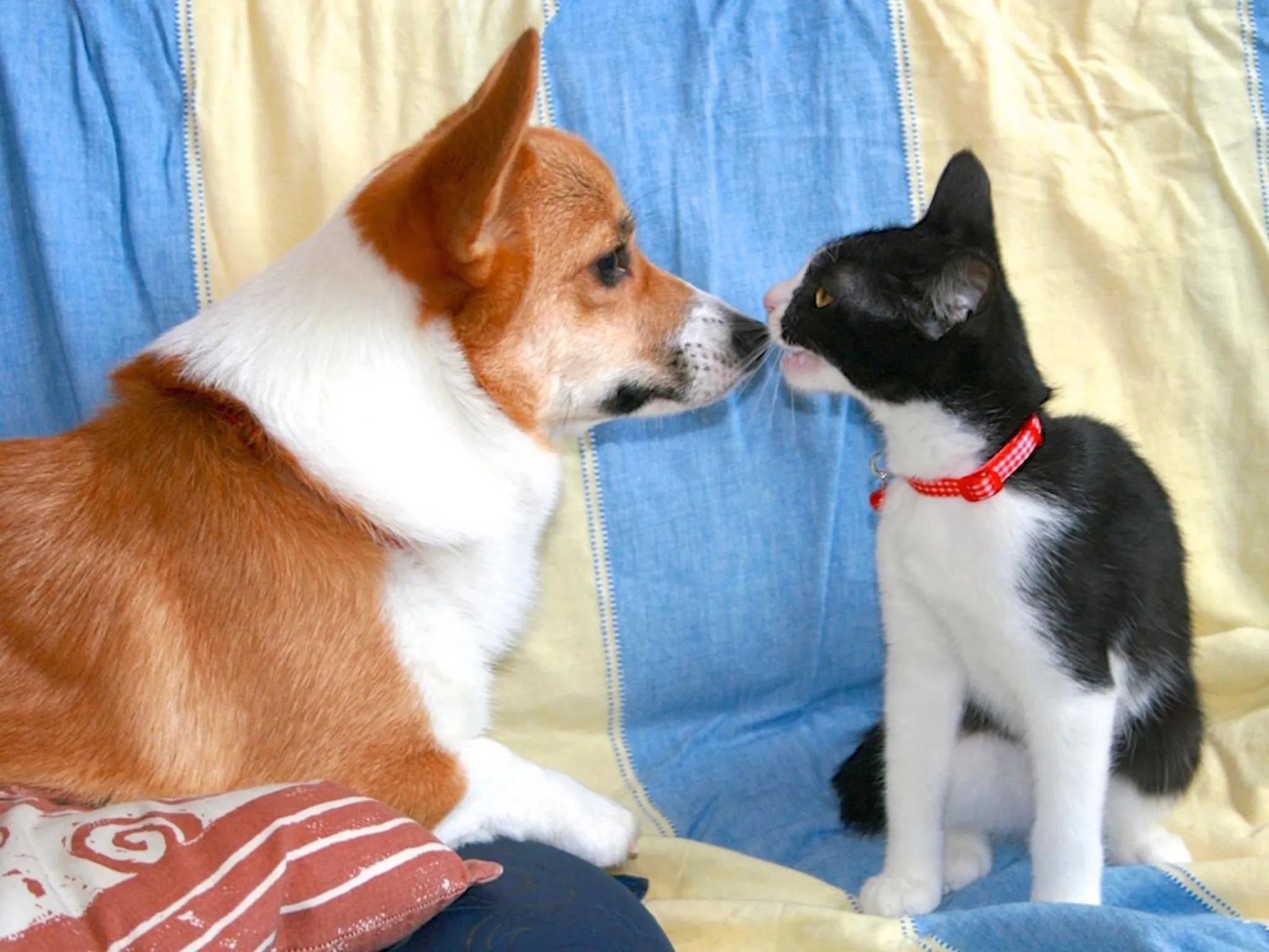 Pets in The Otaornai Backpacker's Hostel Morinoki