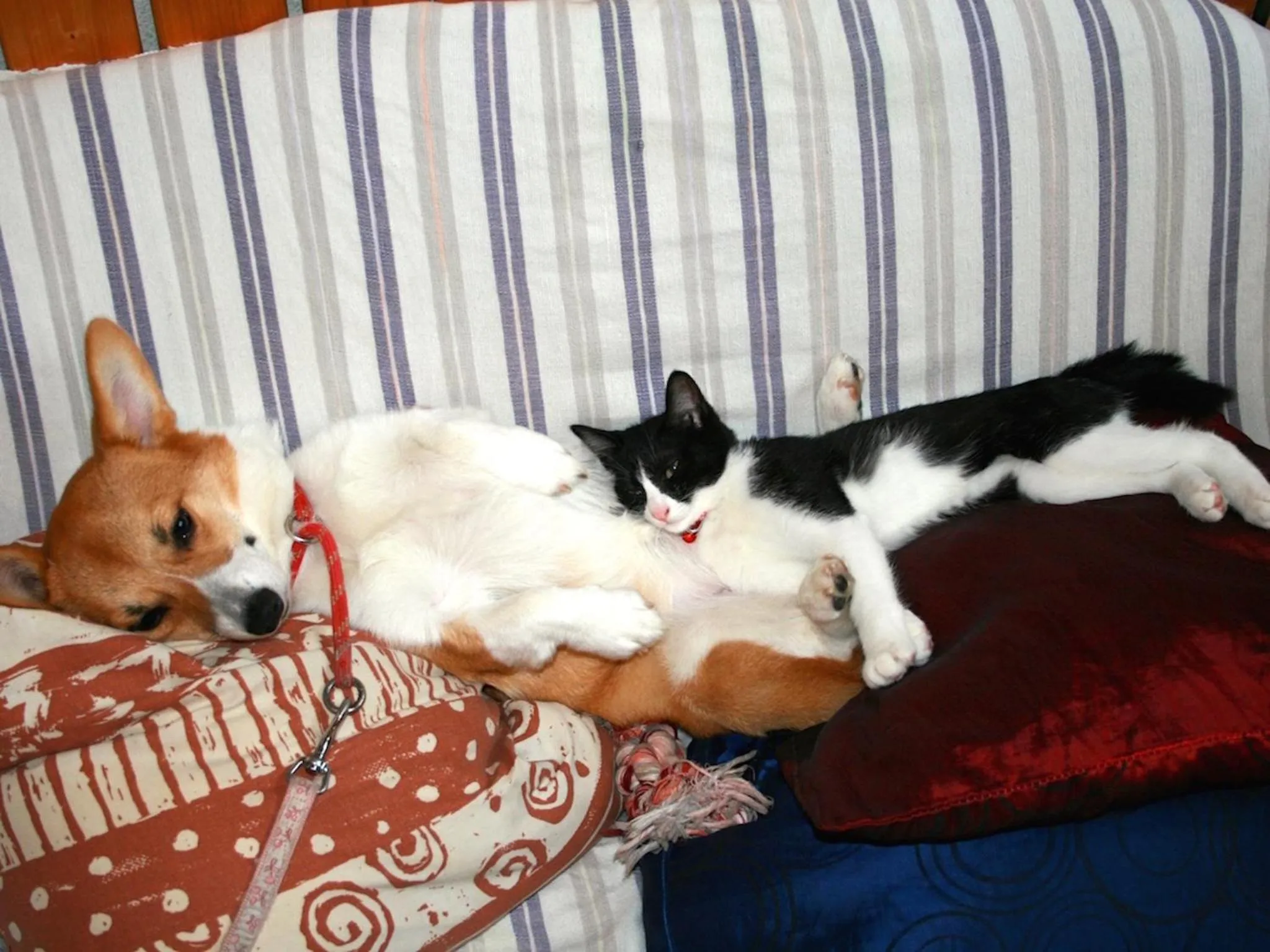 Pets in The Otaornai Backpacker's Hostel Morinoki