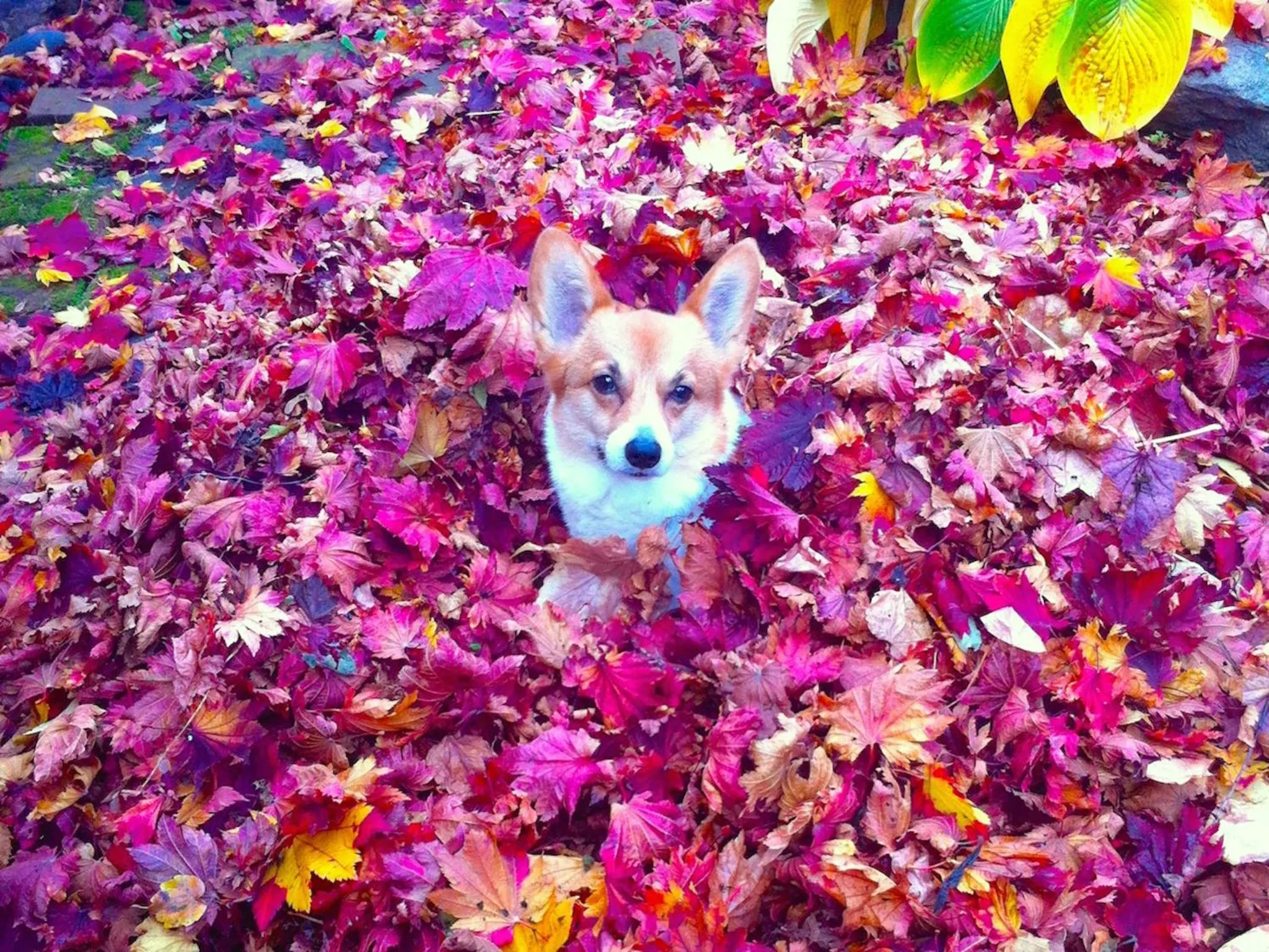 Pets in The Otaornai Backpacker's Hostel Morinoki