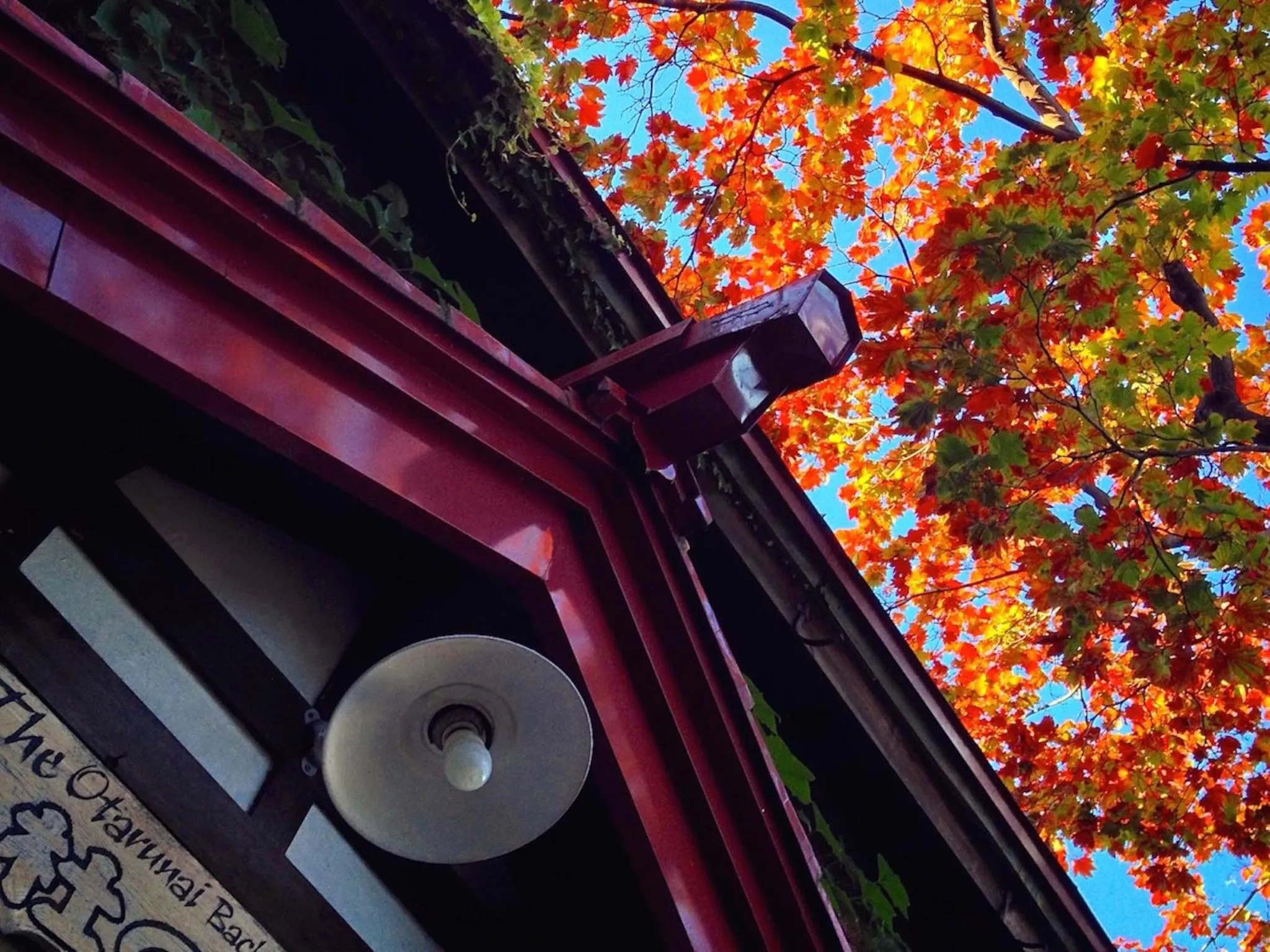 Autumn in The Otaornai Backpacker's Hostel Morinoki