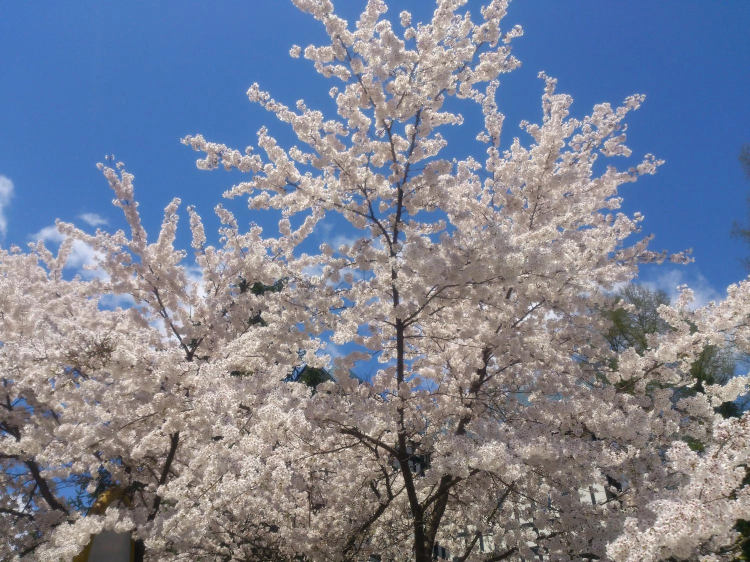 View (from property/room) in Hakuba Sun Valley Hotel
