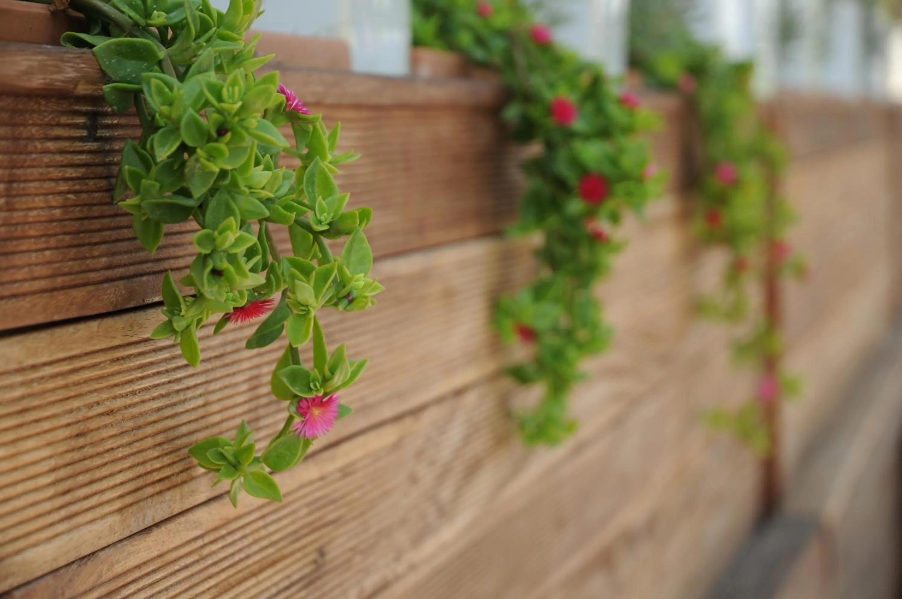 Garden in Venn Boutique Hotel