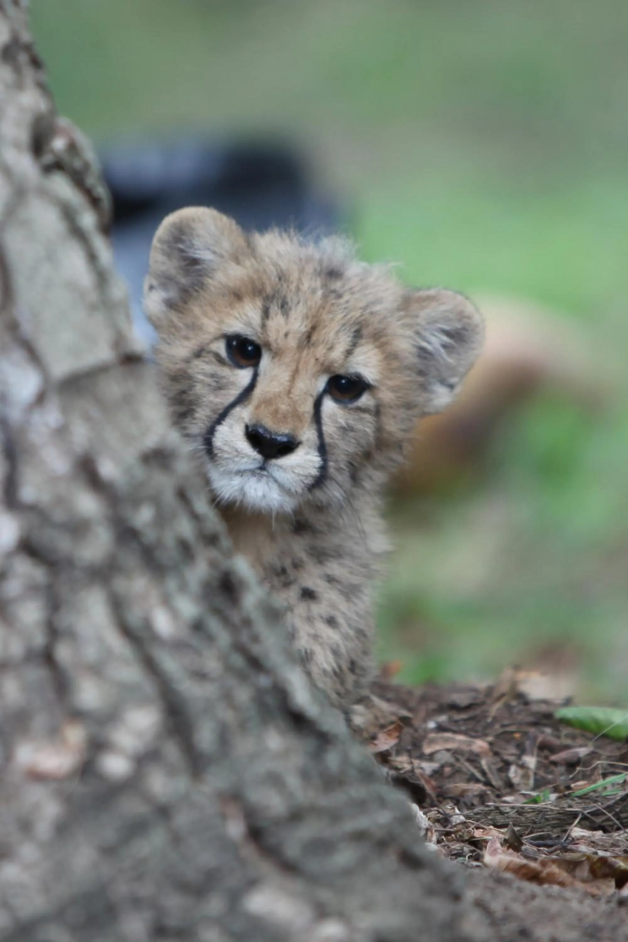 Activities in Emdoneni Lodge with Zululand Cat Conservation Project