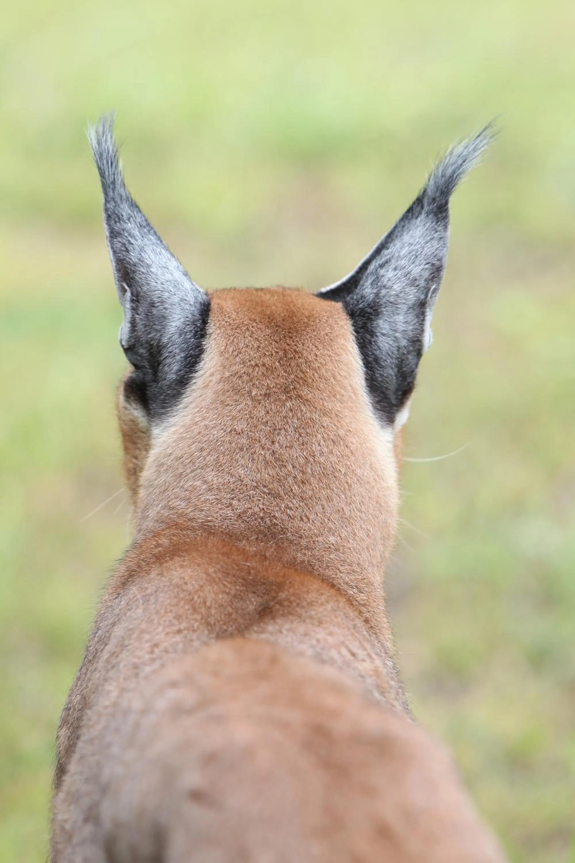 Animals in Emdoneni Lodge with Zululand Cat Conservation Project