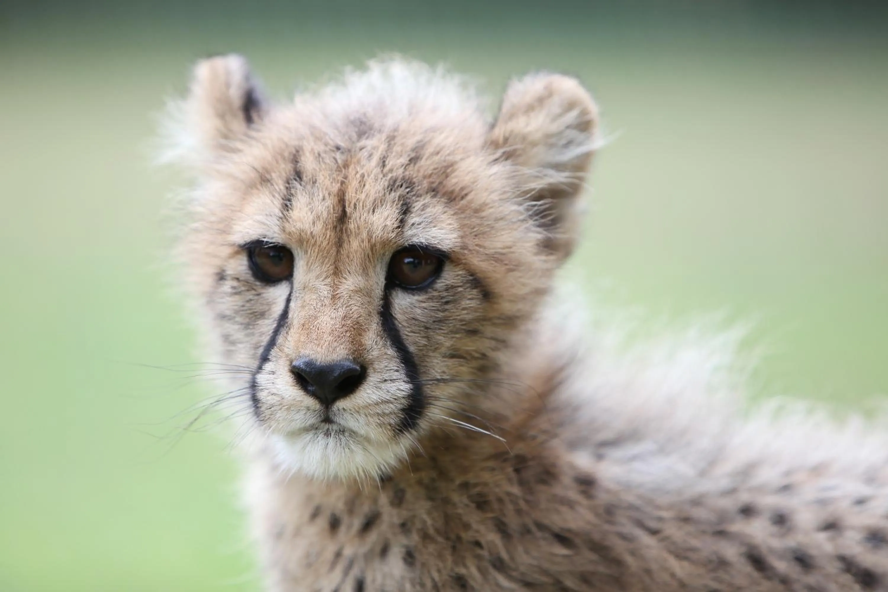Day in Emdoneni Lodge with Zululand Cat Conservation Project