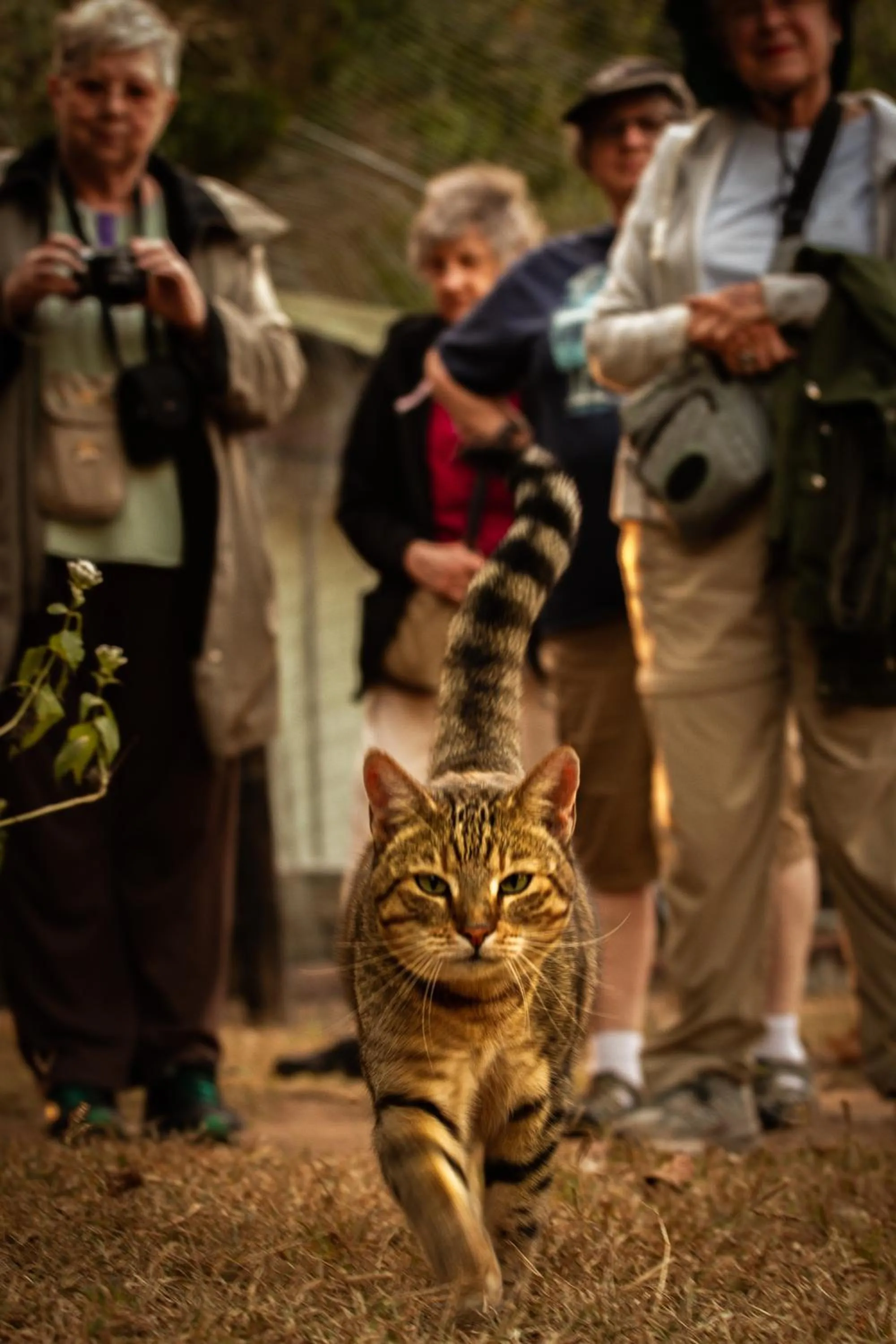 Day in Emdoneni Lodge with Zululand Cat Conservation Project
