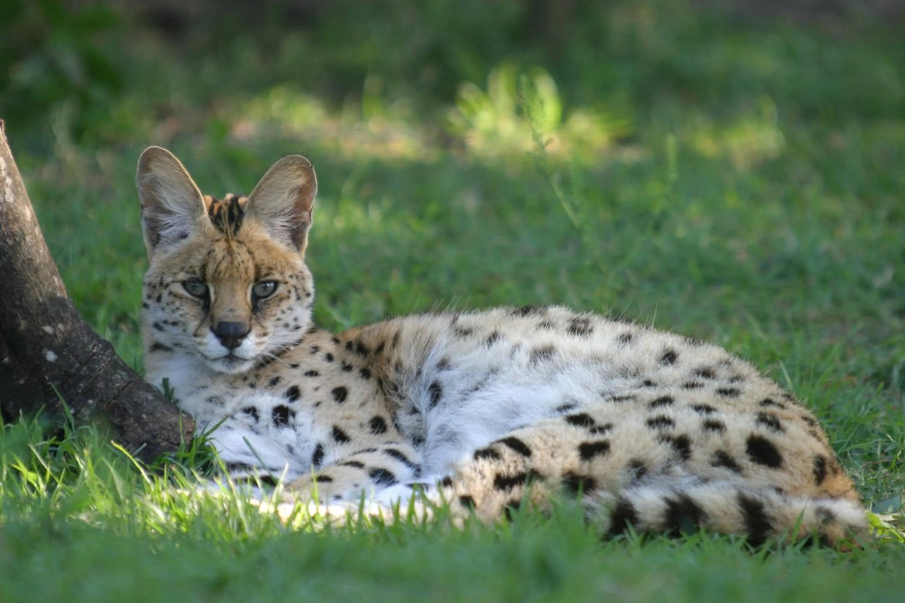 Activities in Emdoneni Lodge with Zululand Cat Conservation Project