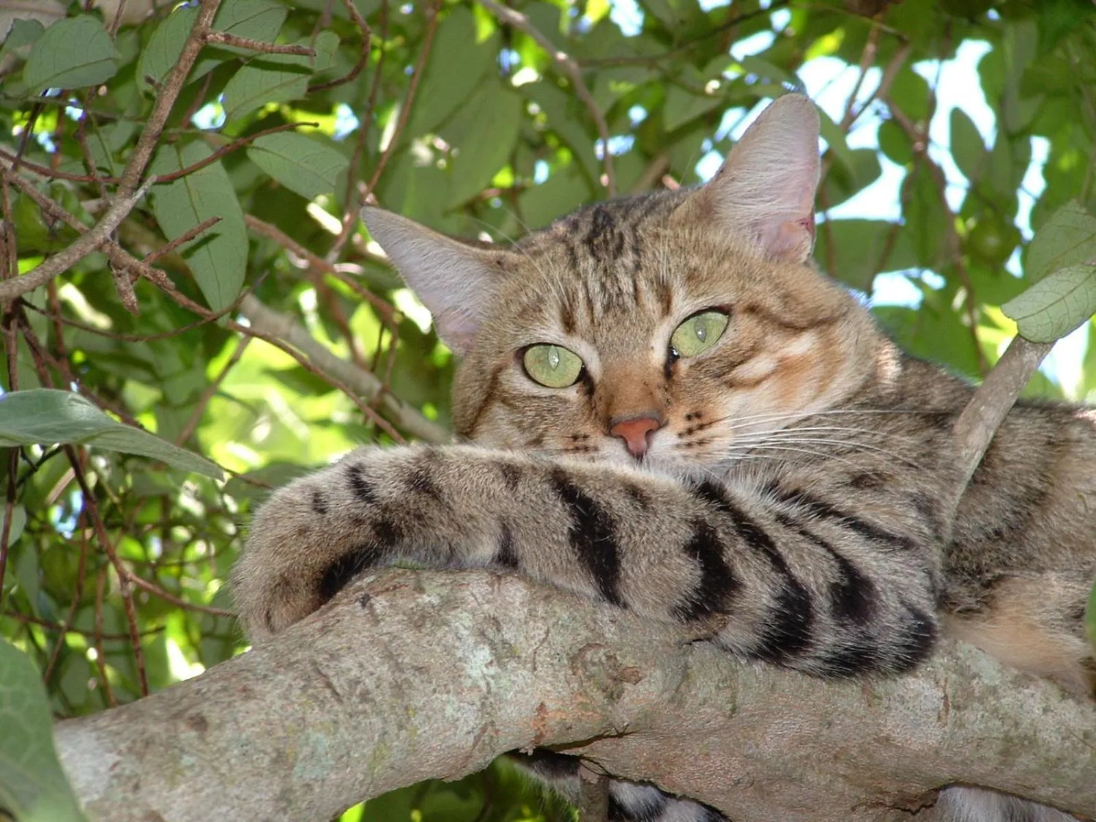 Activities in Emdoneni Lodge with Zululand Cat Conservation Project