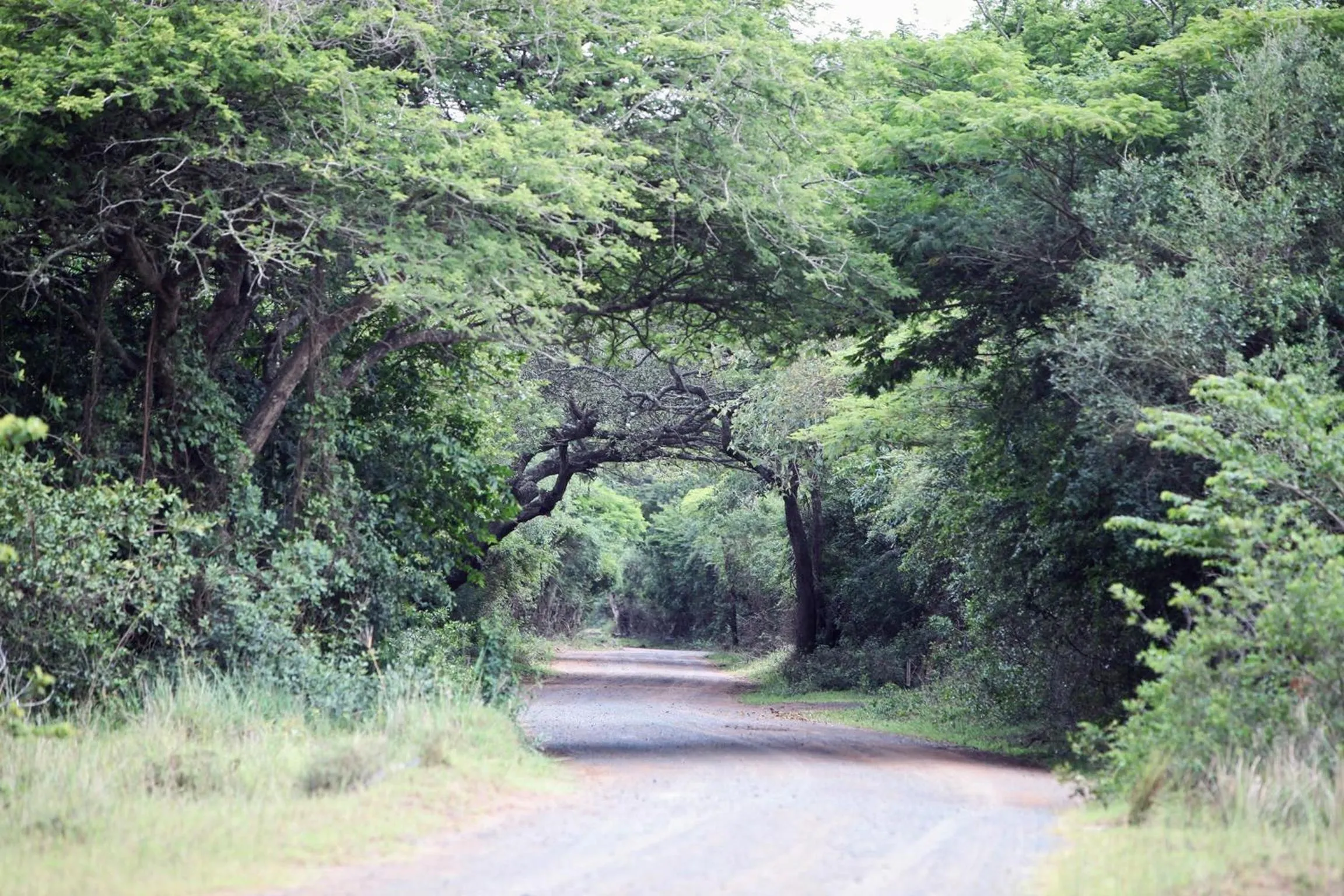 View (from property/room) in Emdoneni Lodge with Zululand Cat Conservation Project