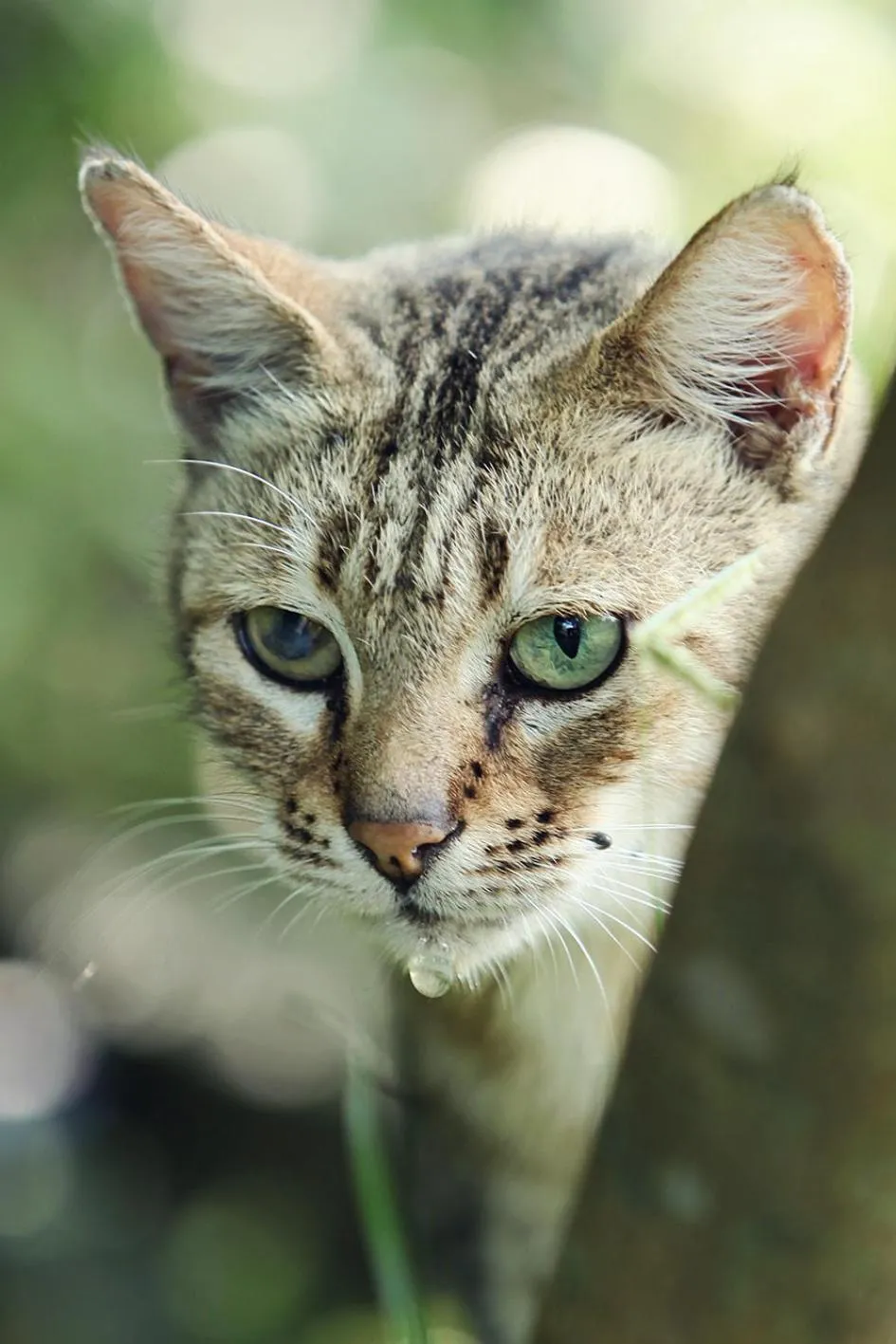 Day in Emdoneni Lodge with Zululand Cat Conservation Project