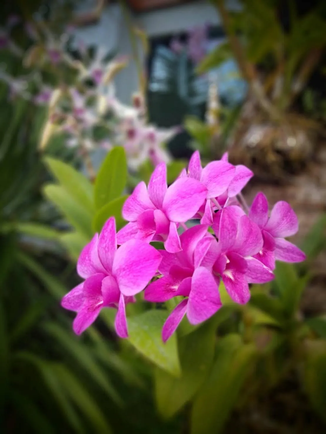 Garden in Andaman Breeze Resort