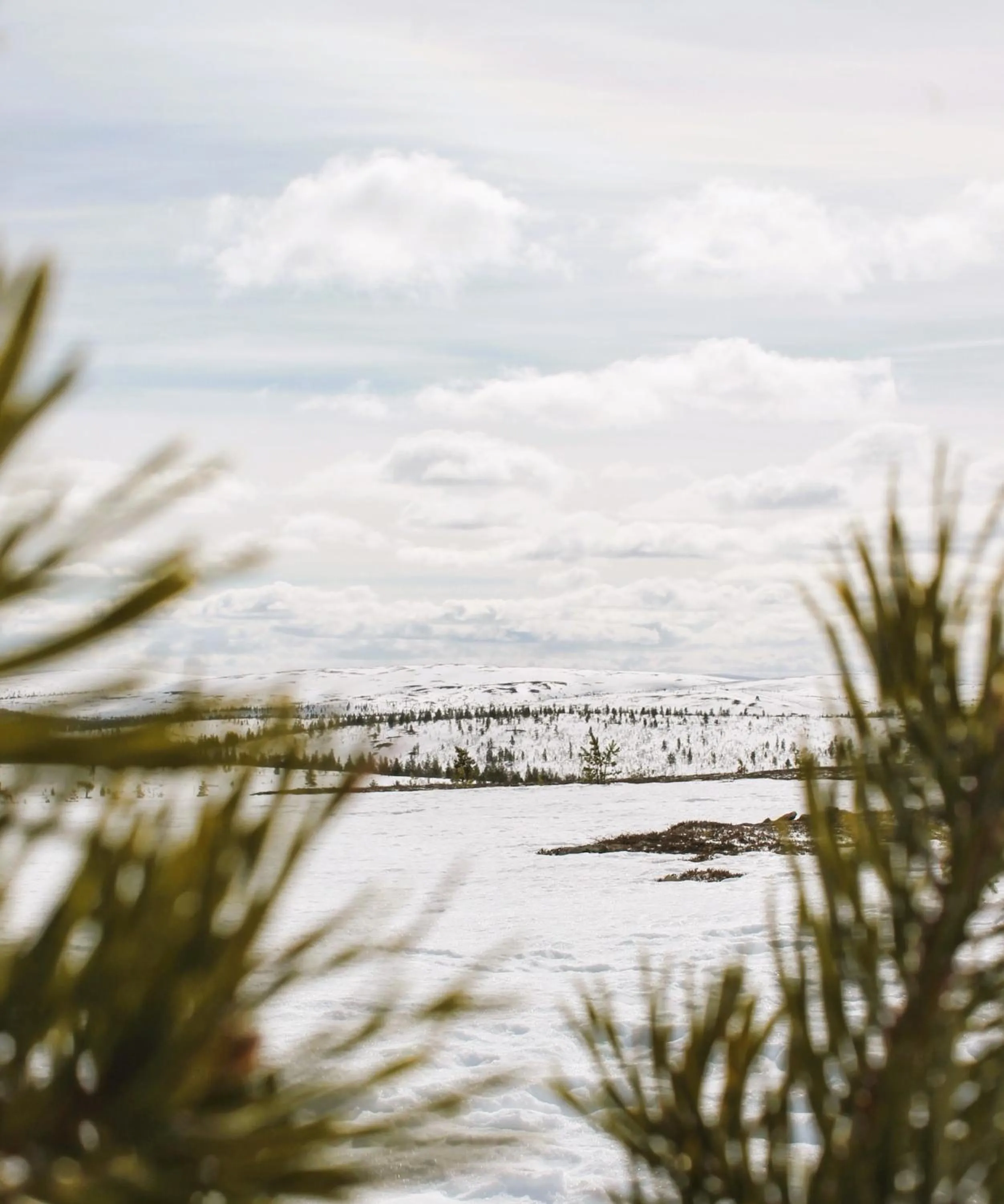 Natural landscape in Ivalo River Camping