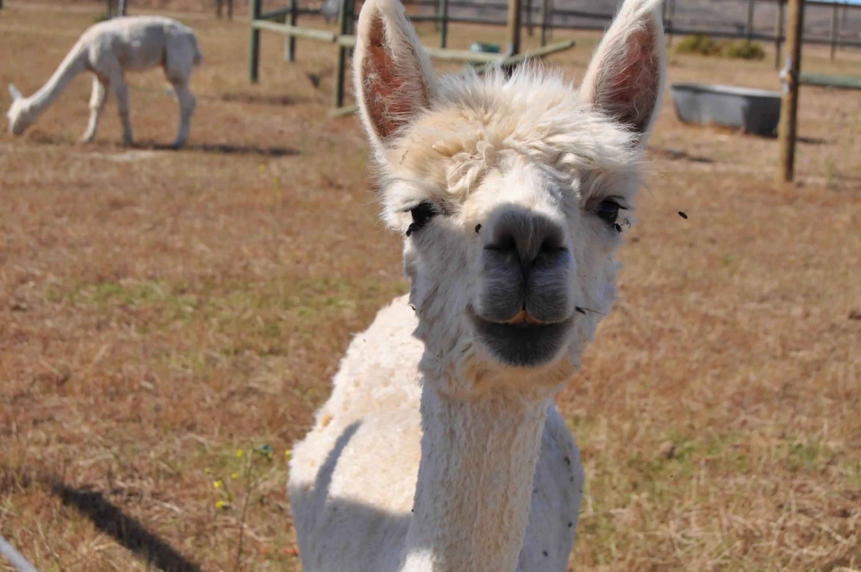 Animals in Anna Beulah Farm
