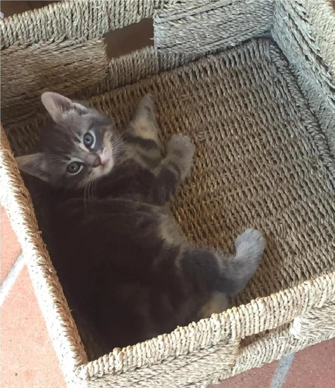 Animals in Bio Agriturismo Le Cascatelle