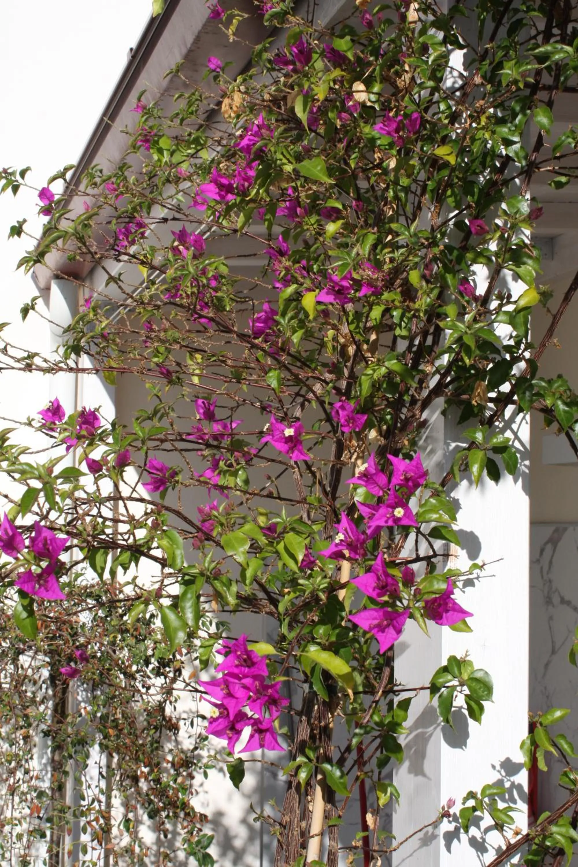 Garden view in Le Marinelle Aff Trani