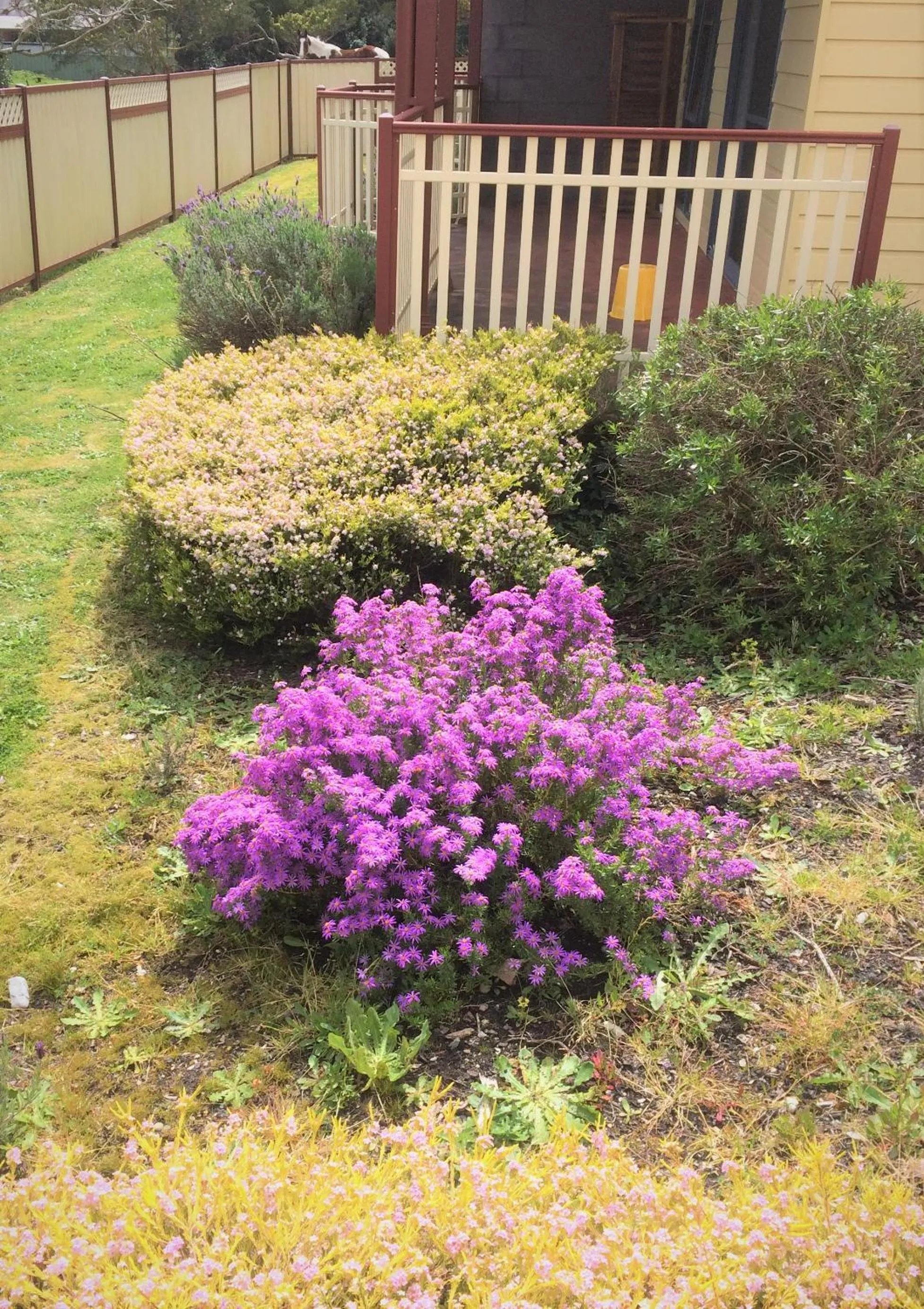 Garden view in Marsden Court Apartments