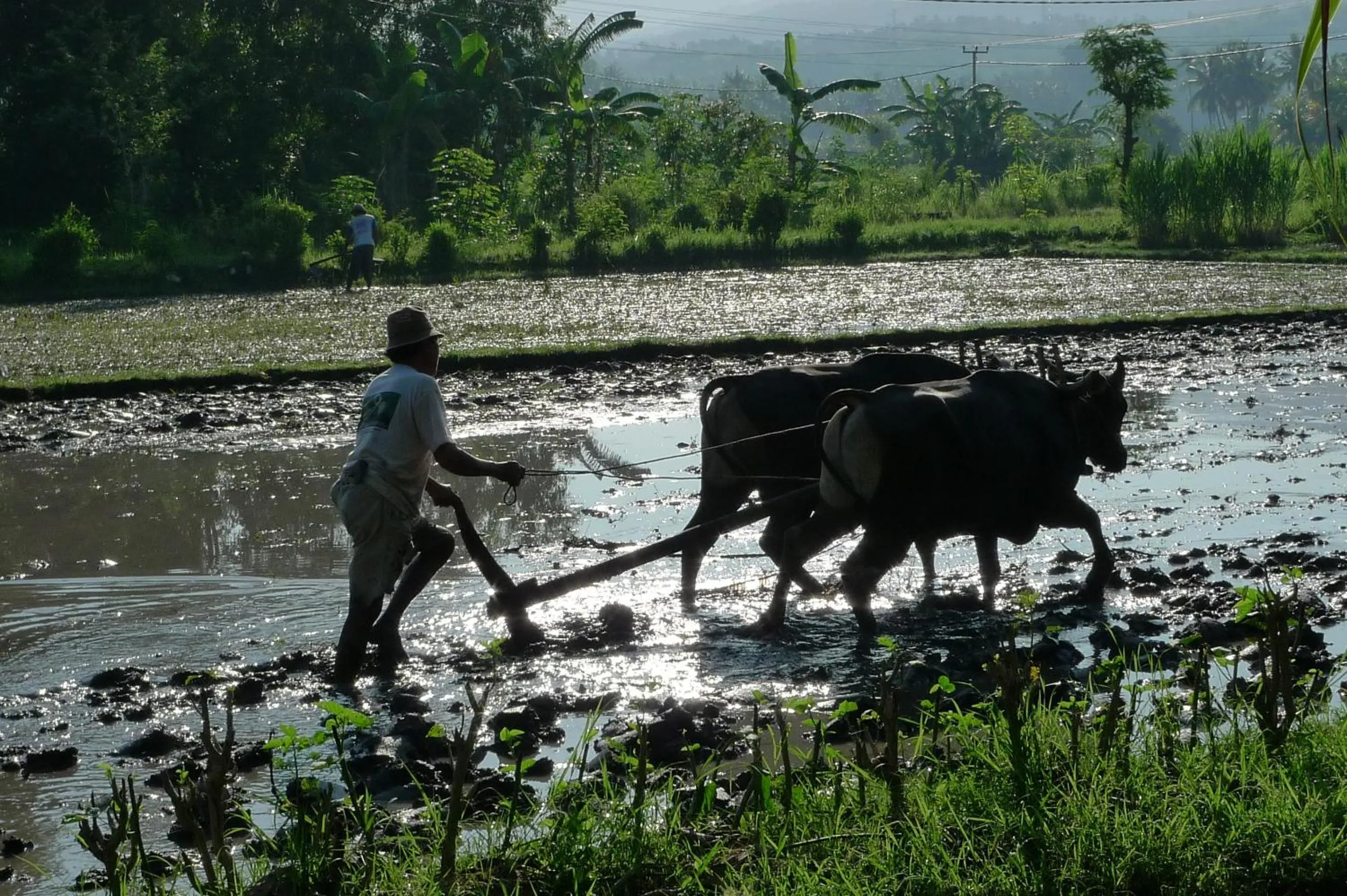People in Villa Kelapa