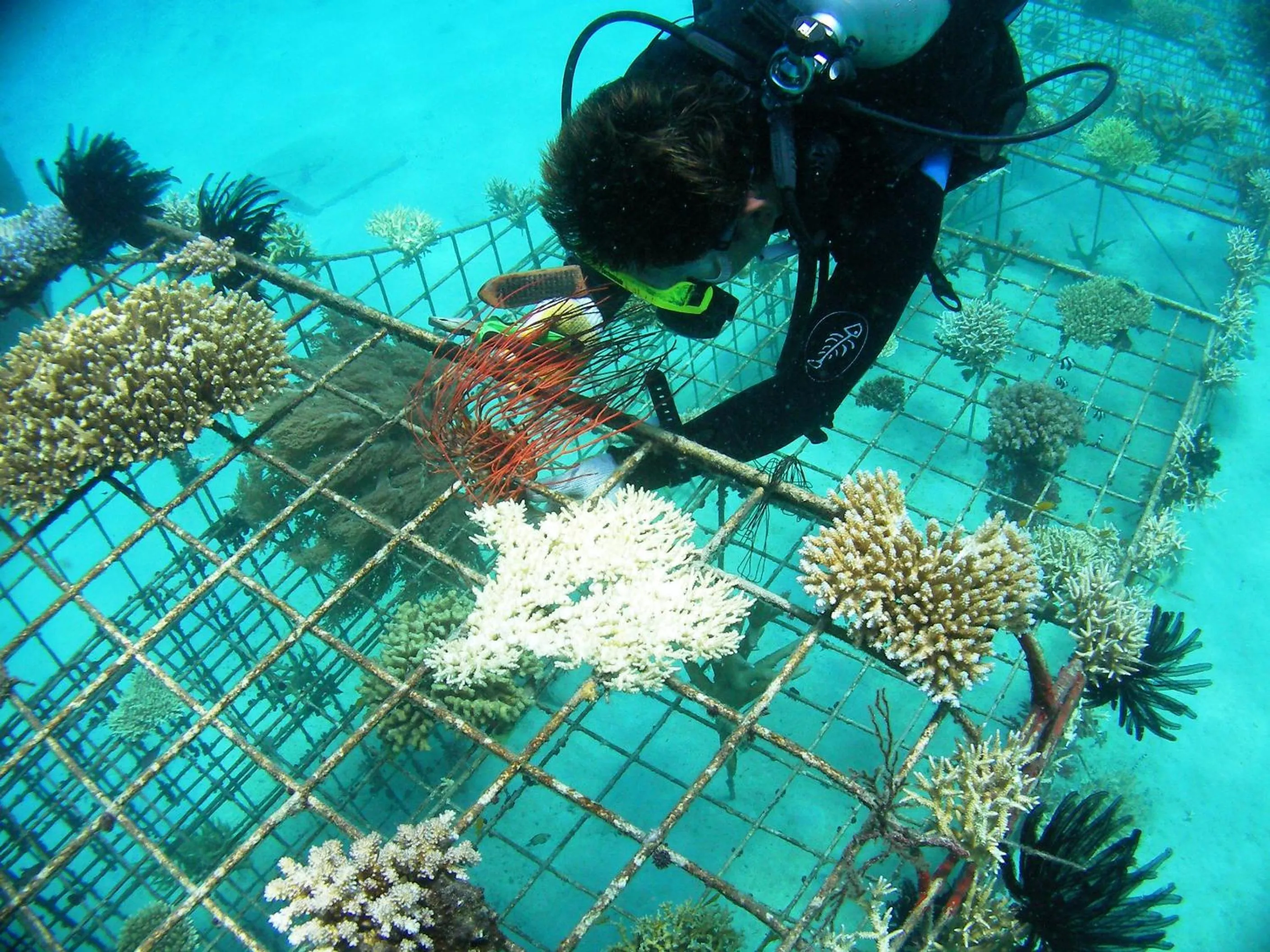Diving in Villa Kelapa