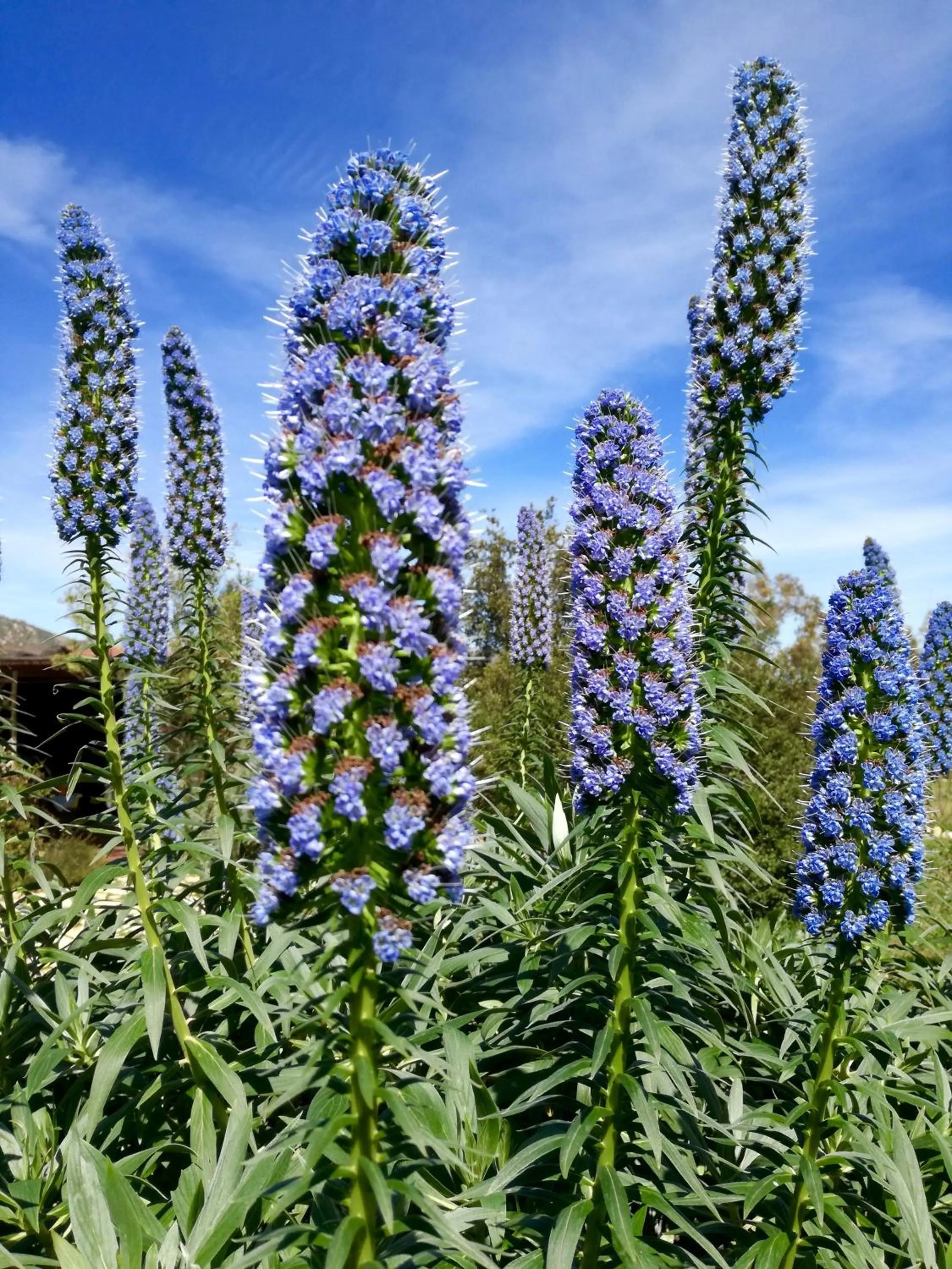 Garden in Rossofiore
