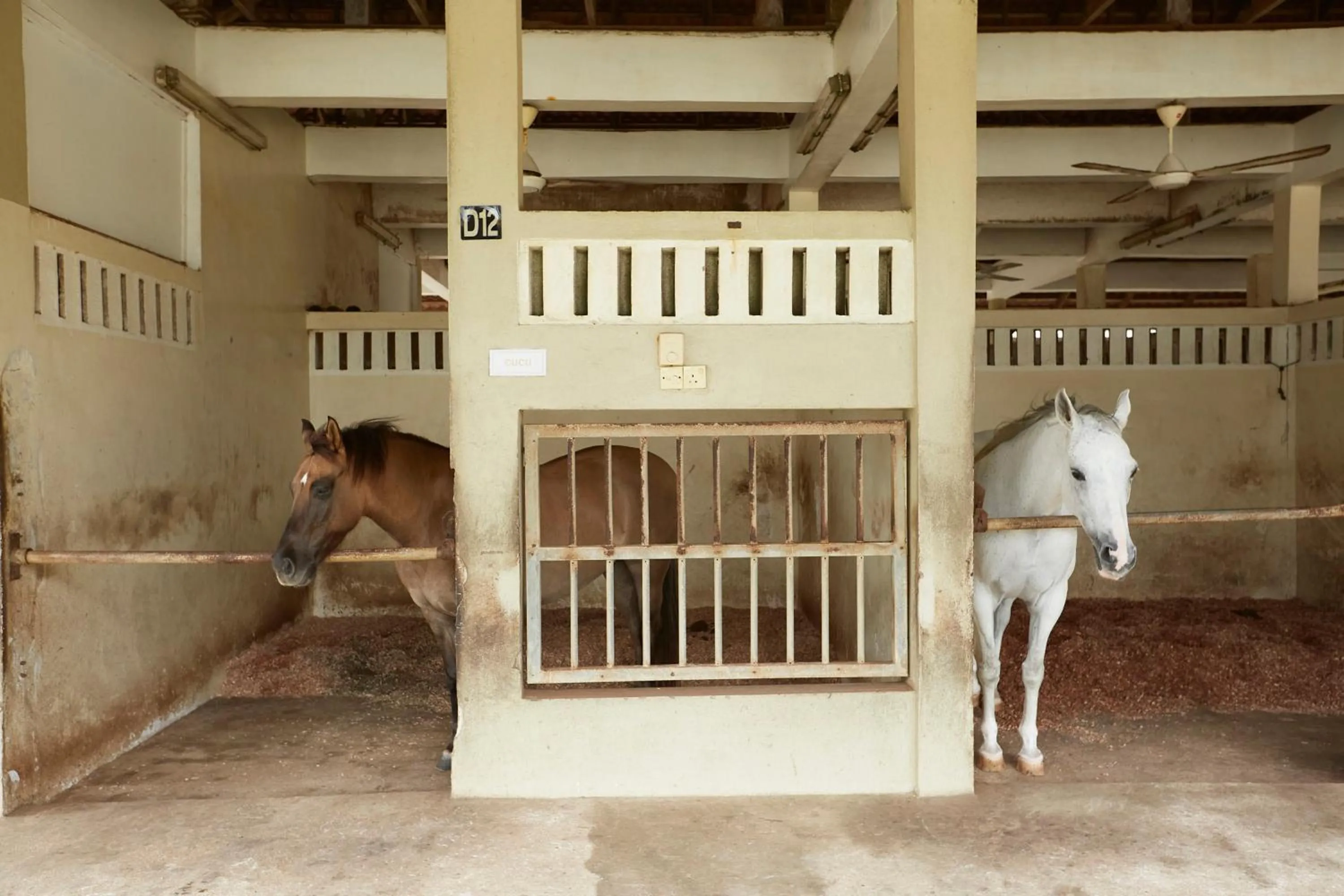 Horse-riding in Terengganu Equestrian Resort
