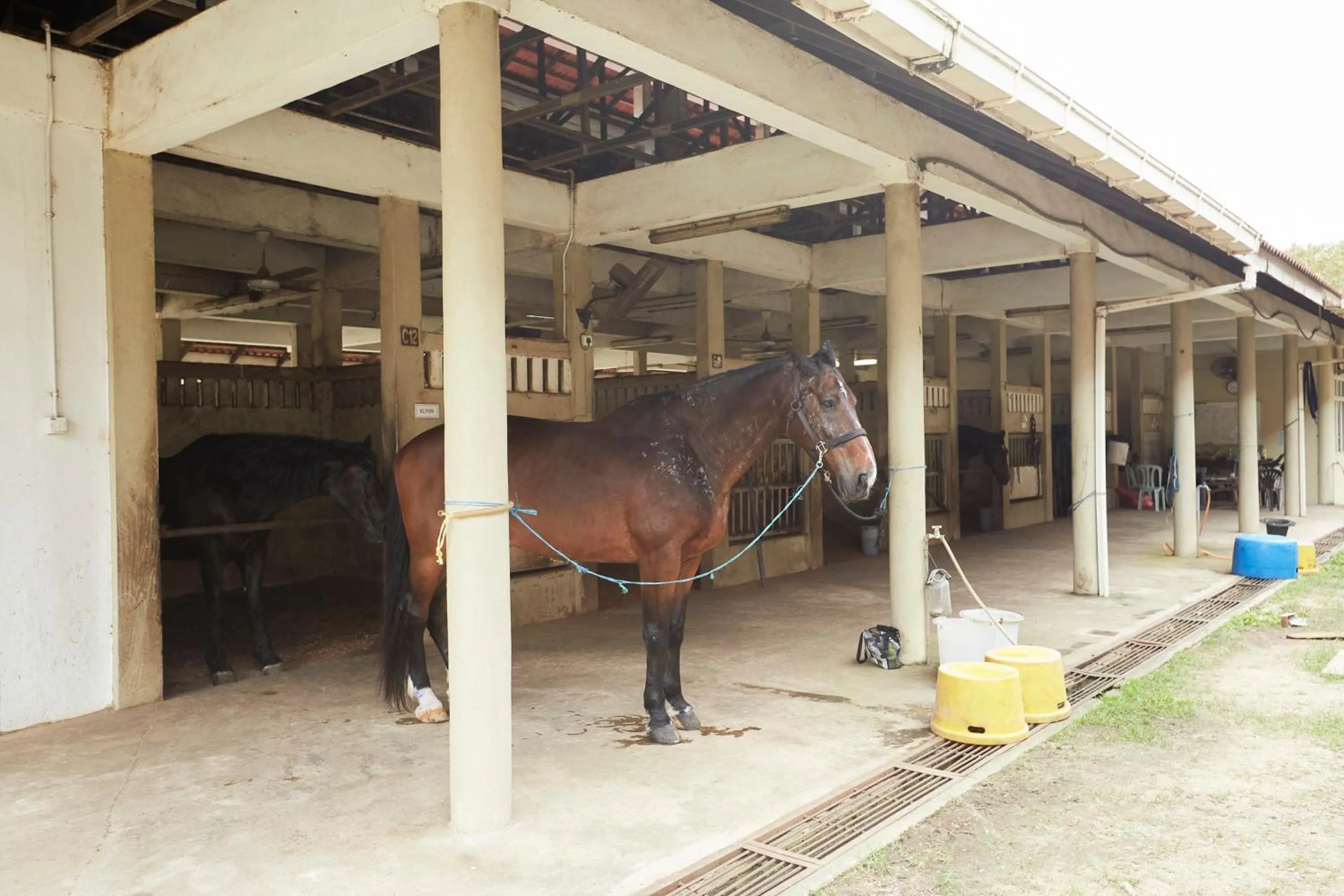 Horse-riding in Terengganu Equestrian Resort