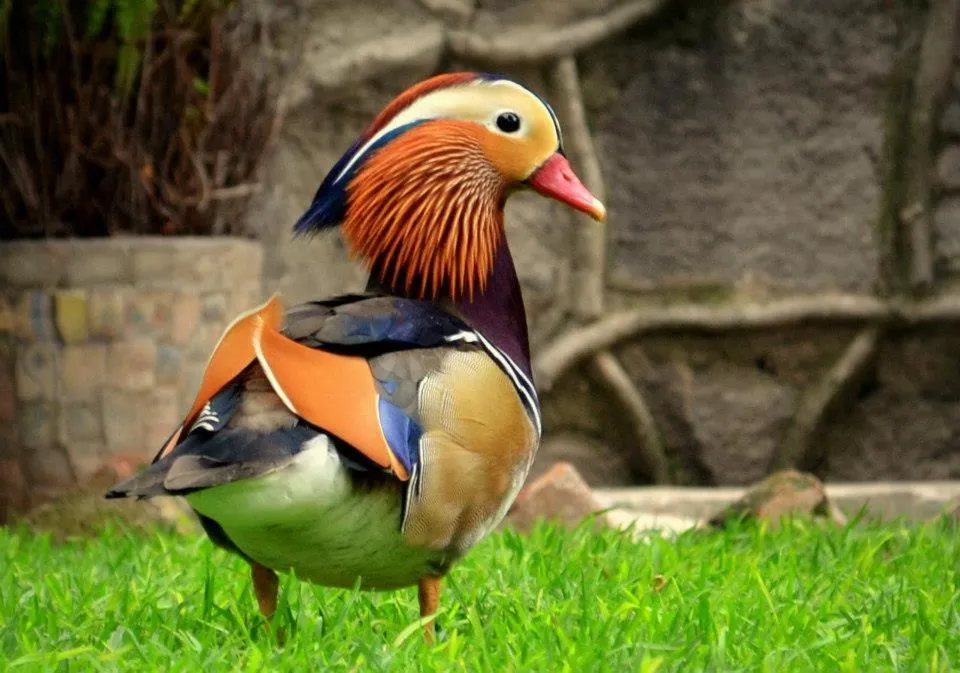 Animals in Hotel Boutique La Albertina