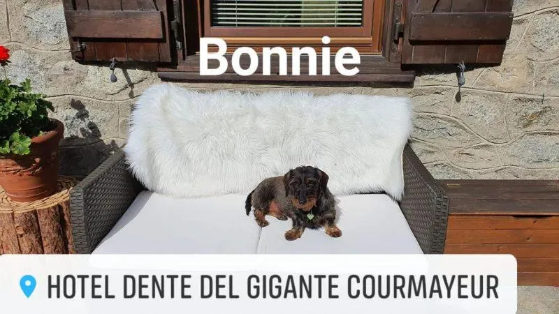 Pets in Hotel Dente Del Gigante