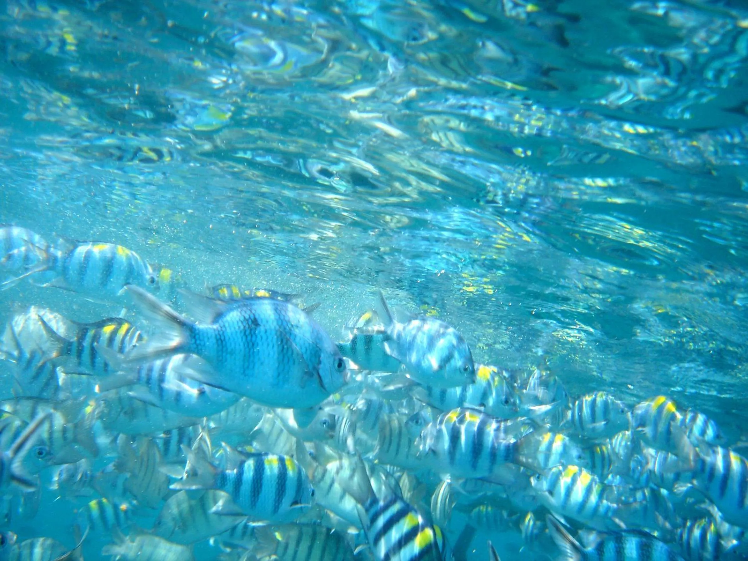 Animals in Bubu Resort