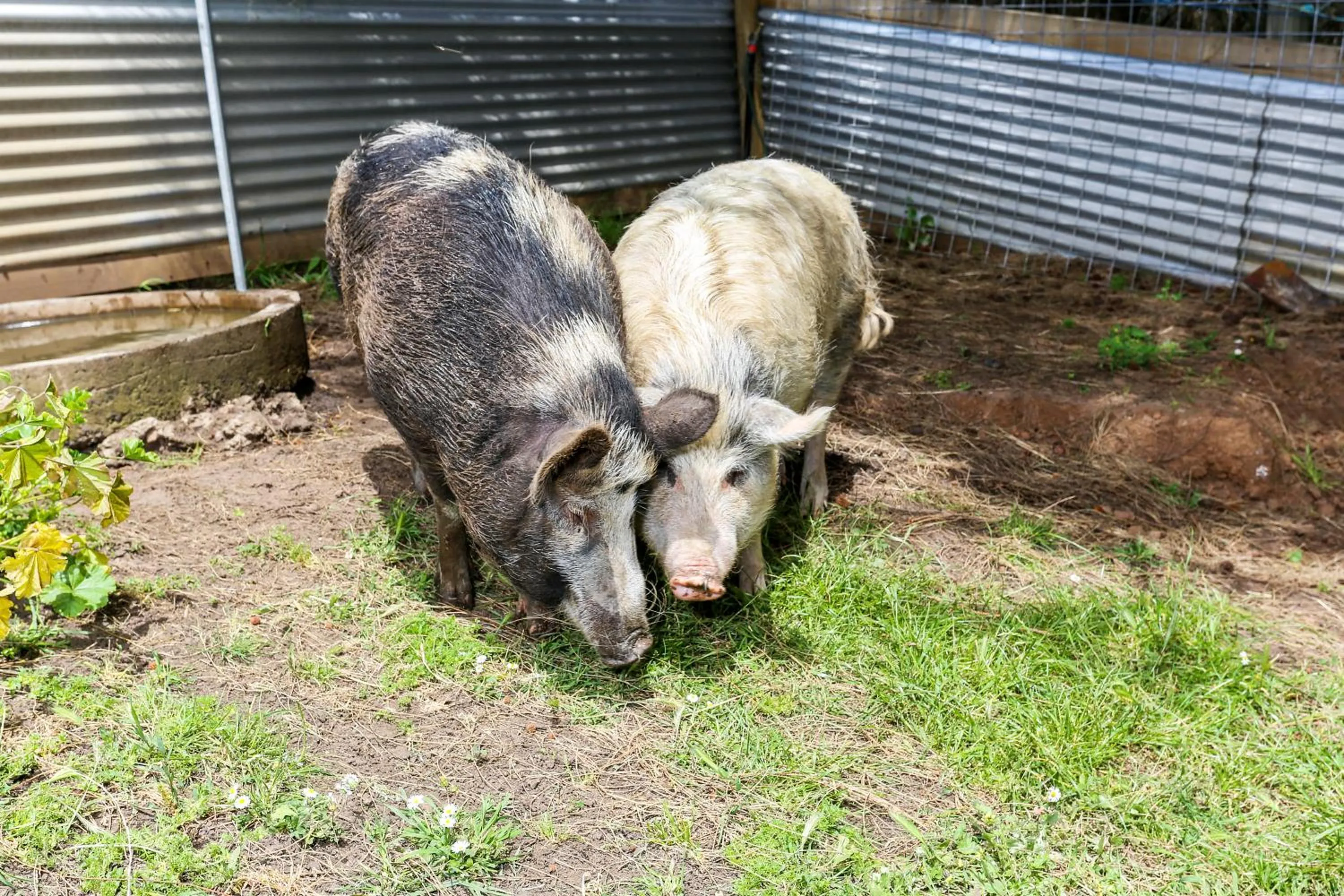 Pets in Anchors Port Campbell