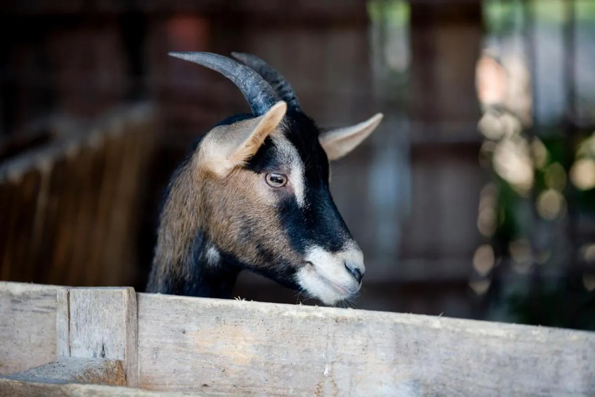Property building in Agriturismo Villa Mocenigo