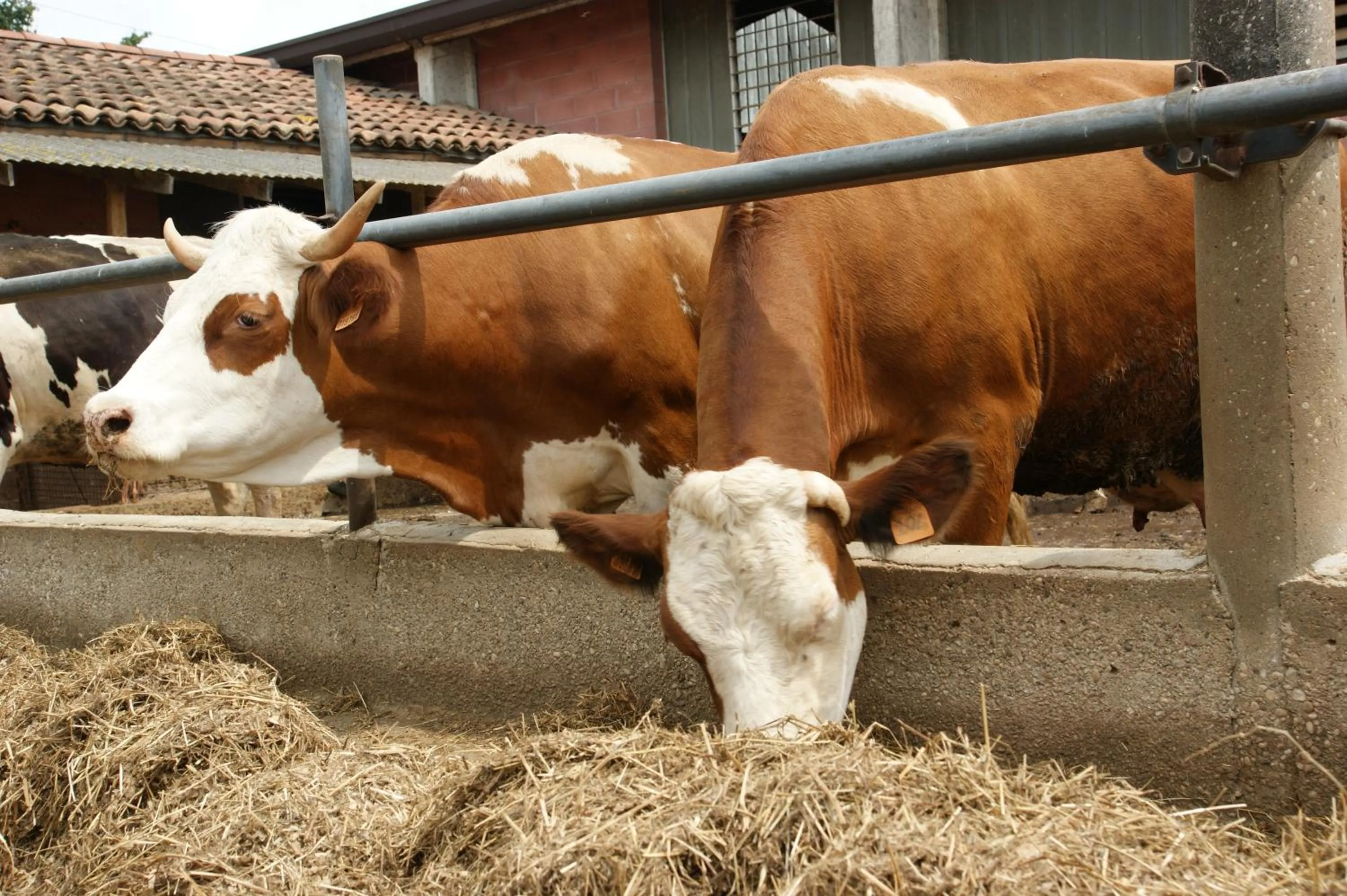 Animals in Agriturismo Villa Mocenigo