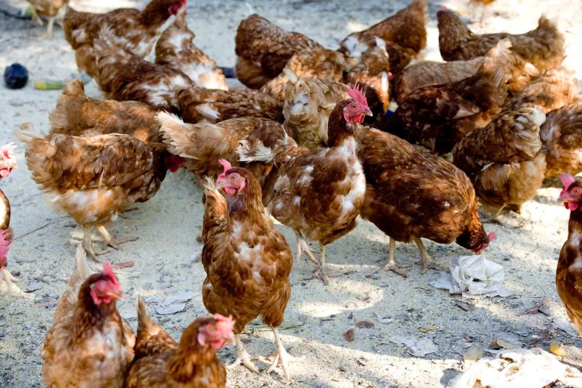 Property building in Agriturismo Villa Mocenigo