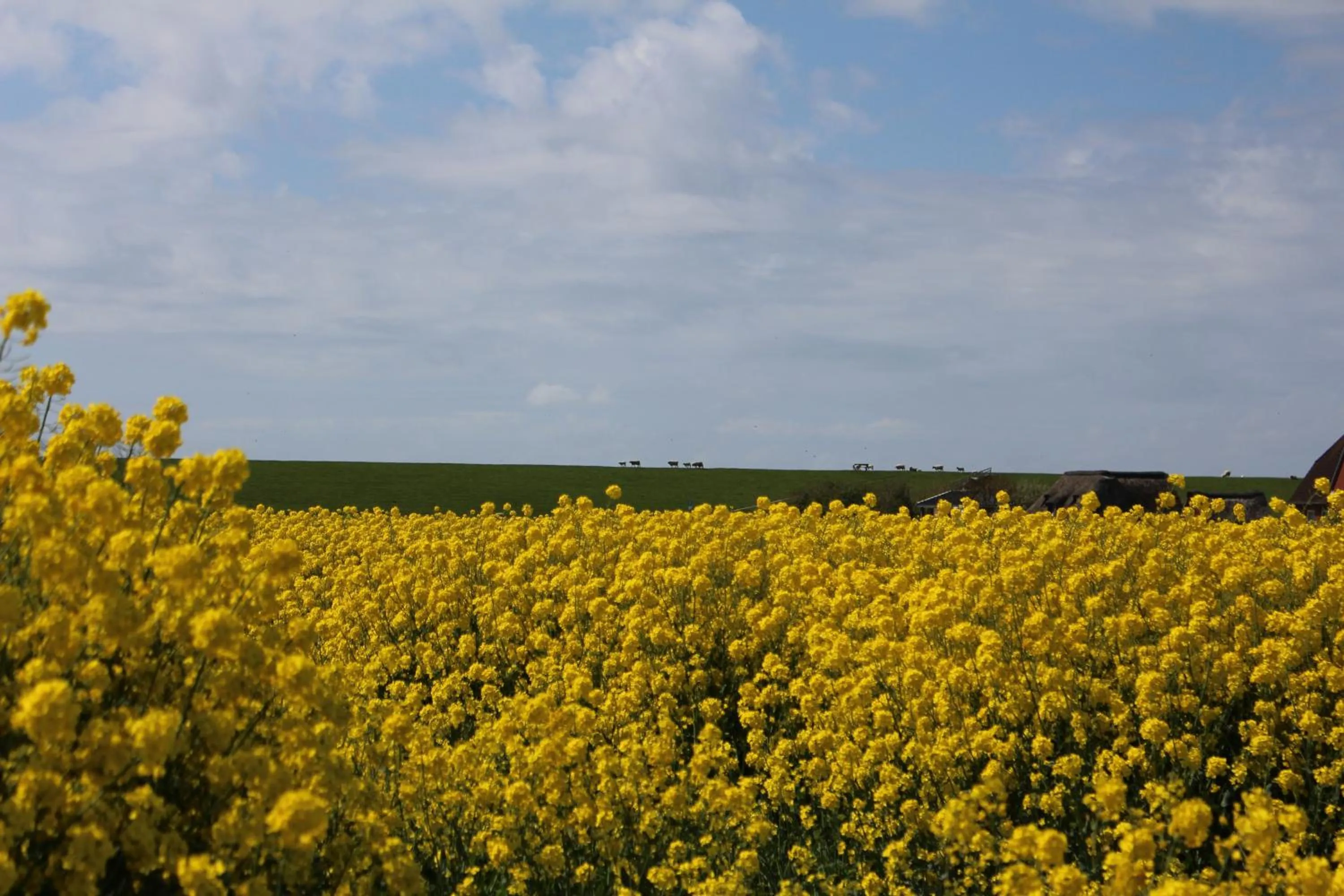 Natural landscape in Nordsee Lodge
