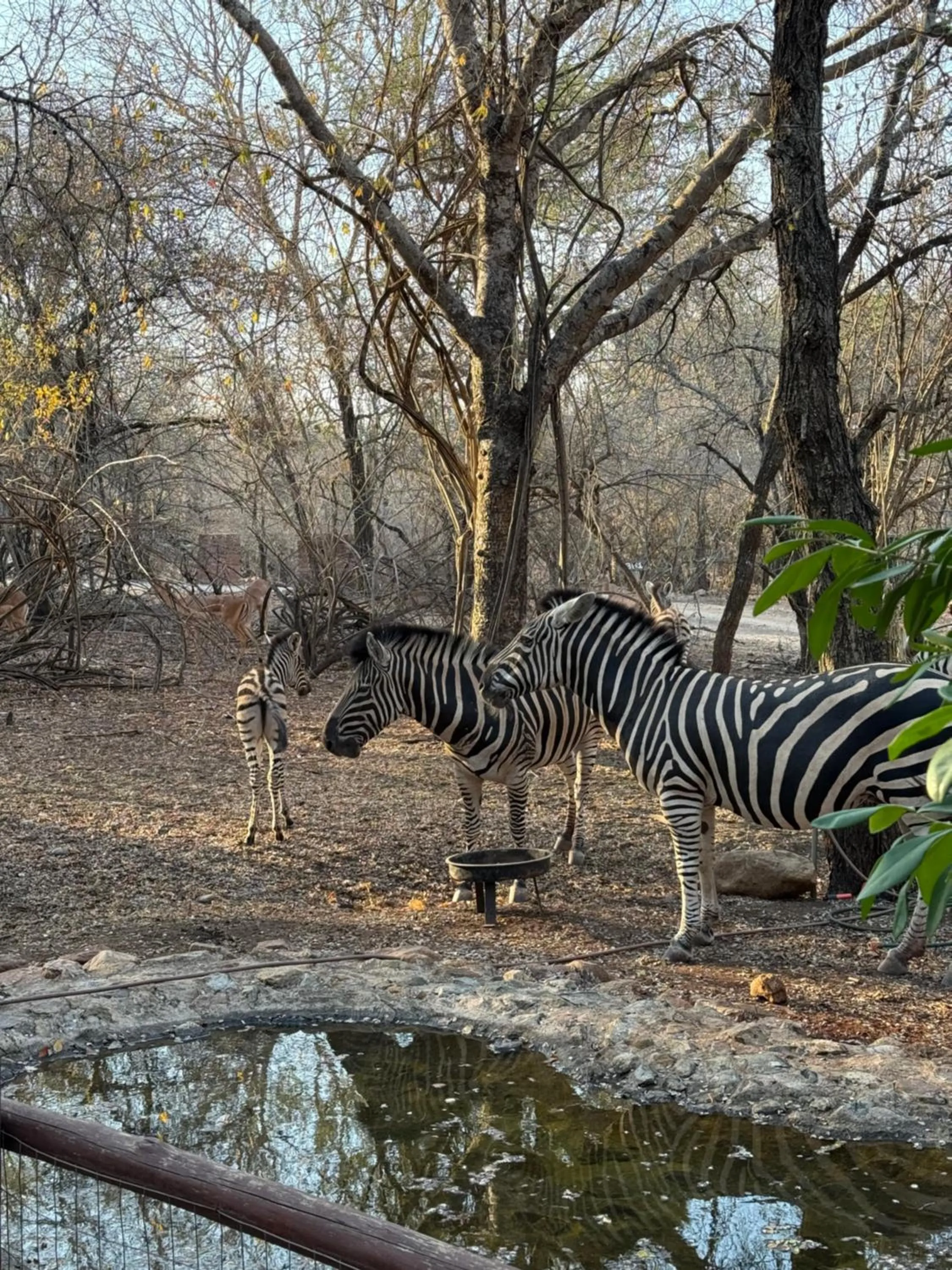 InniBos Marloth Park
