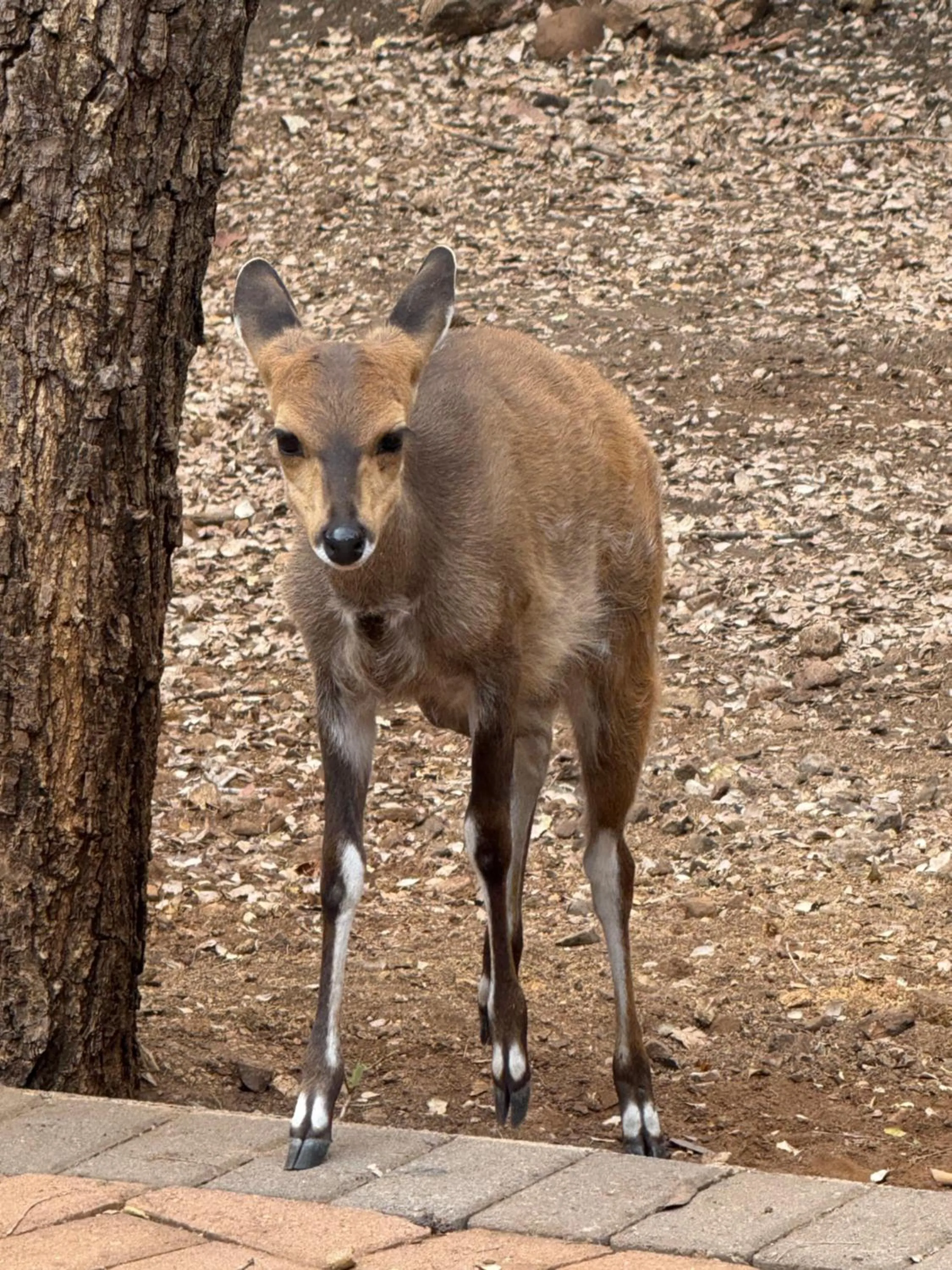 InniBos Marloth Park