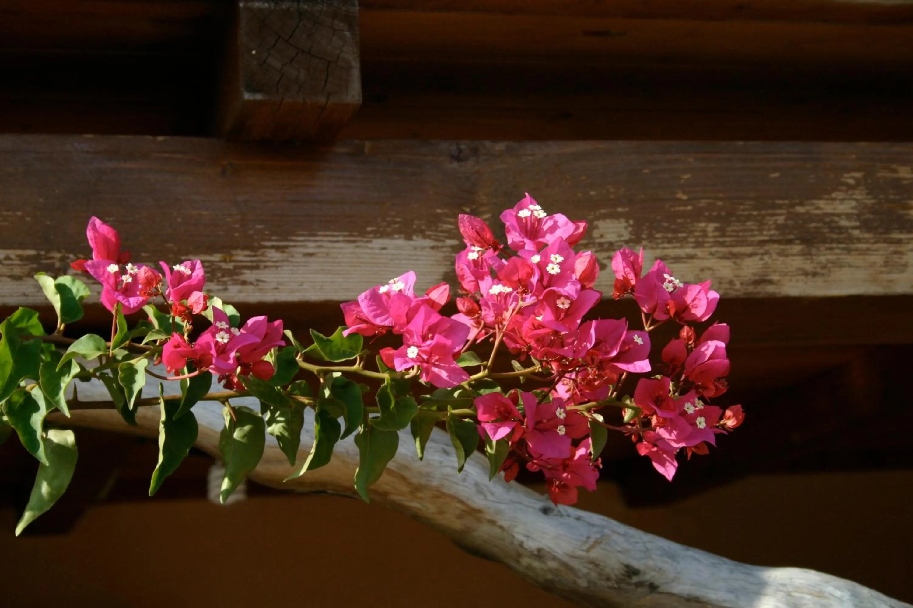 Facade/entrance in Agriturismo B&B Domo De Resteblas