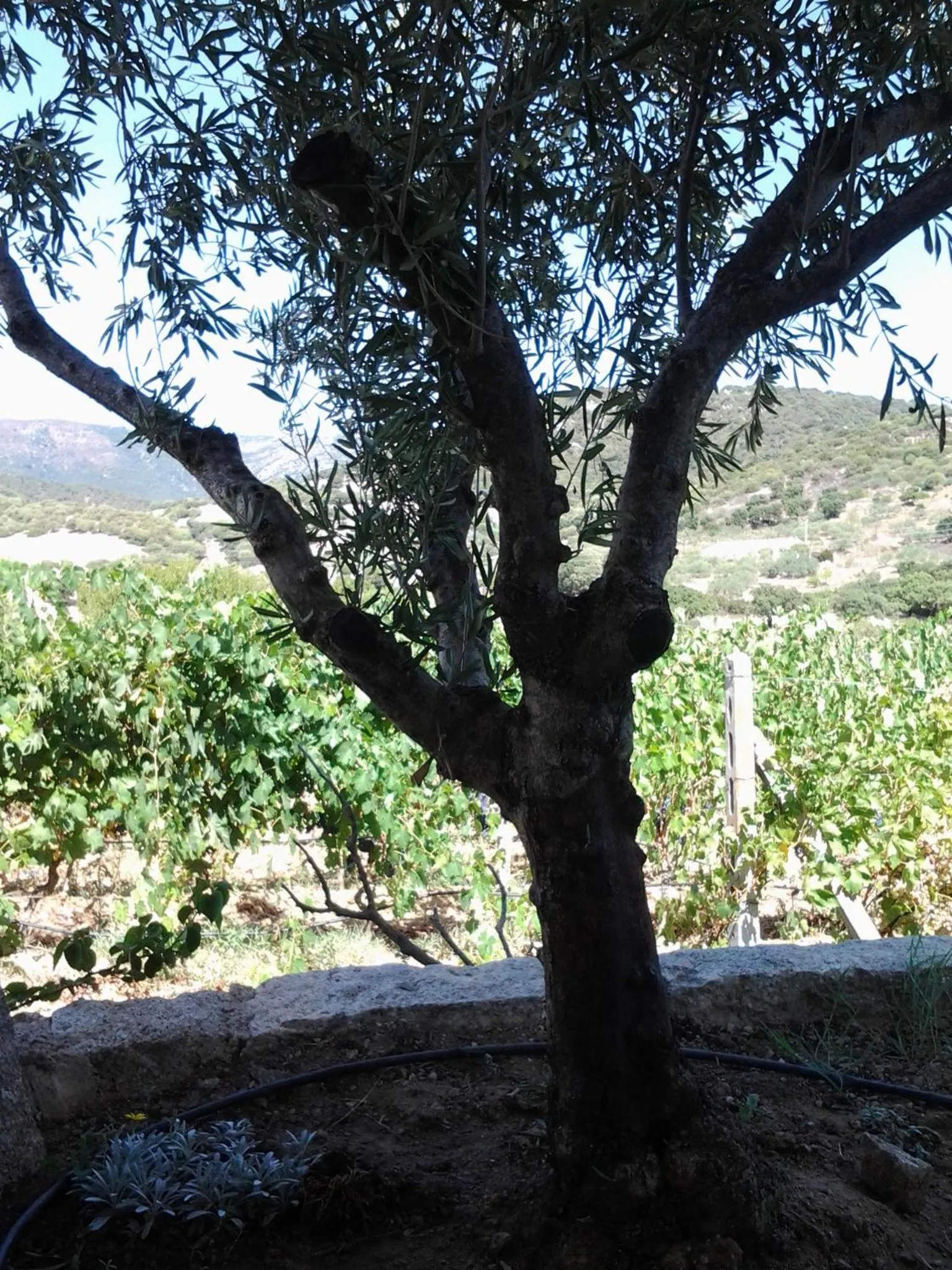 Facade/entrance in Agriturismo B&B Domo De Resteblas