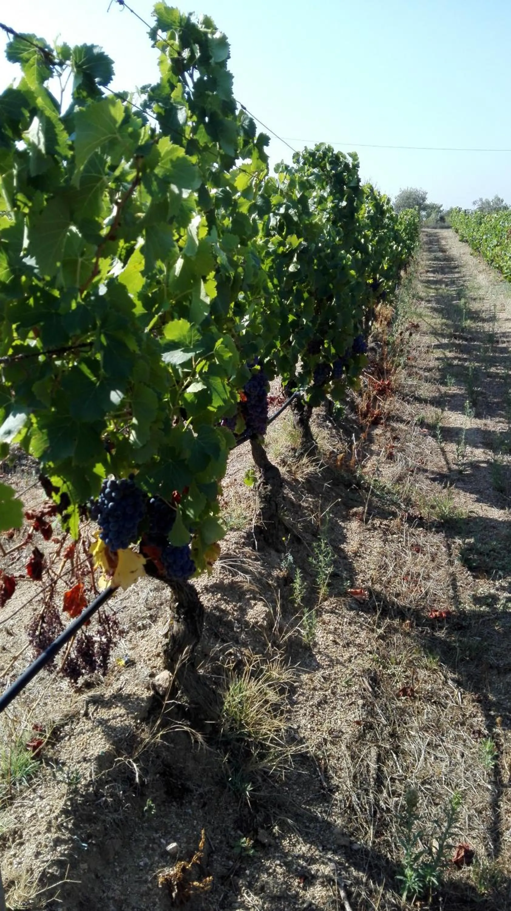 Activities in Agriturismo B&B Domo De Resteblas