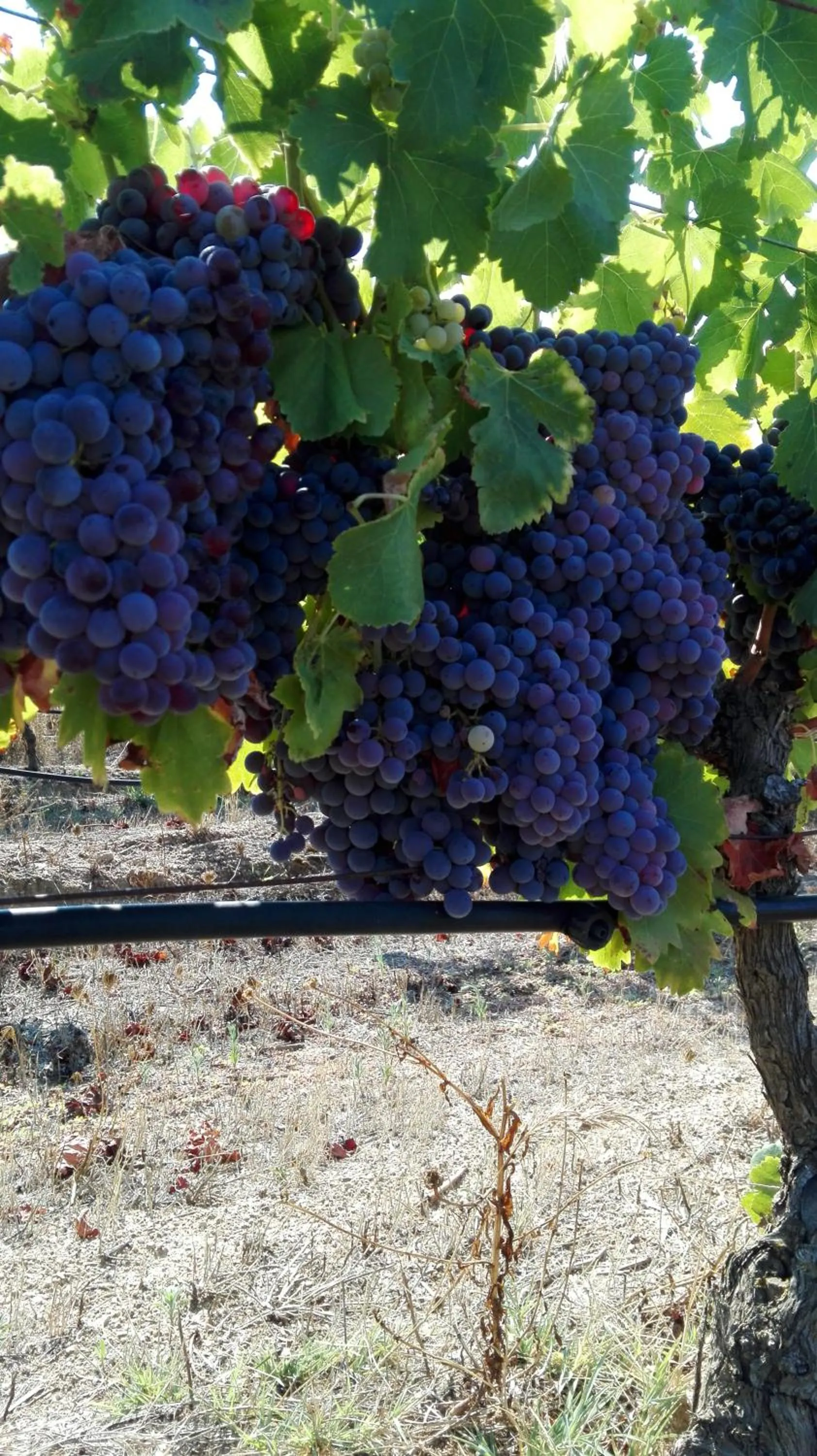 Activities in Agriturismo B&B Domo De Resteblas