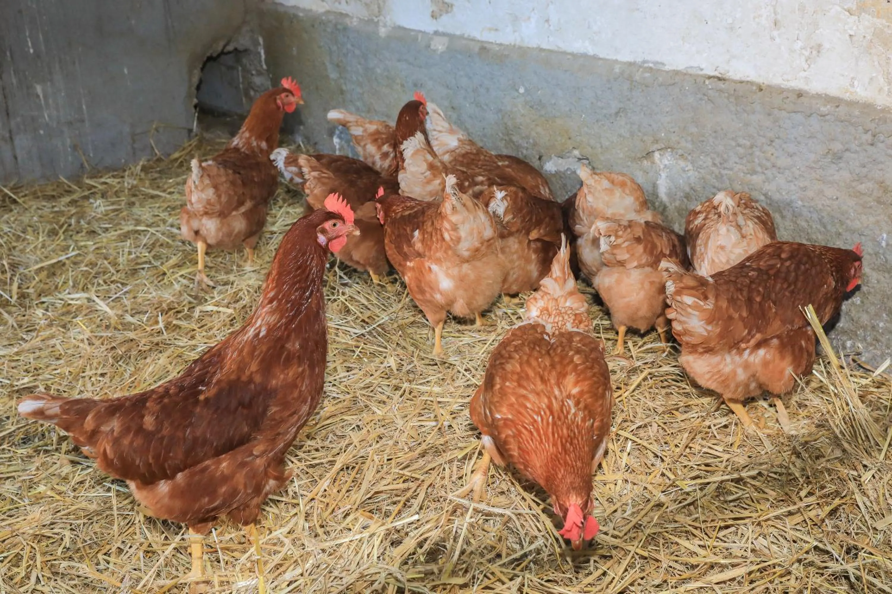 Animals in Farm Holidays Povsin