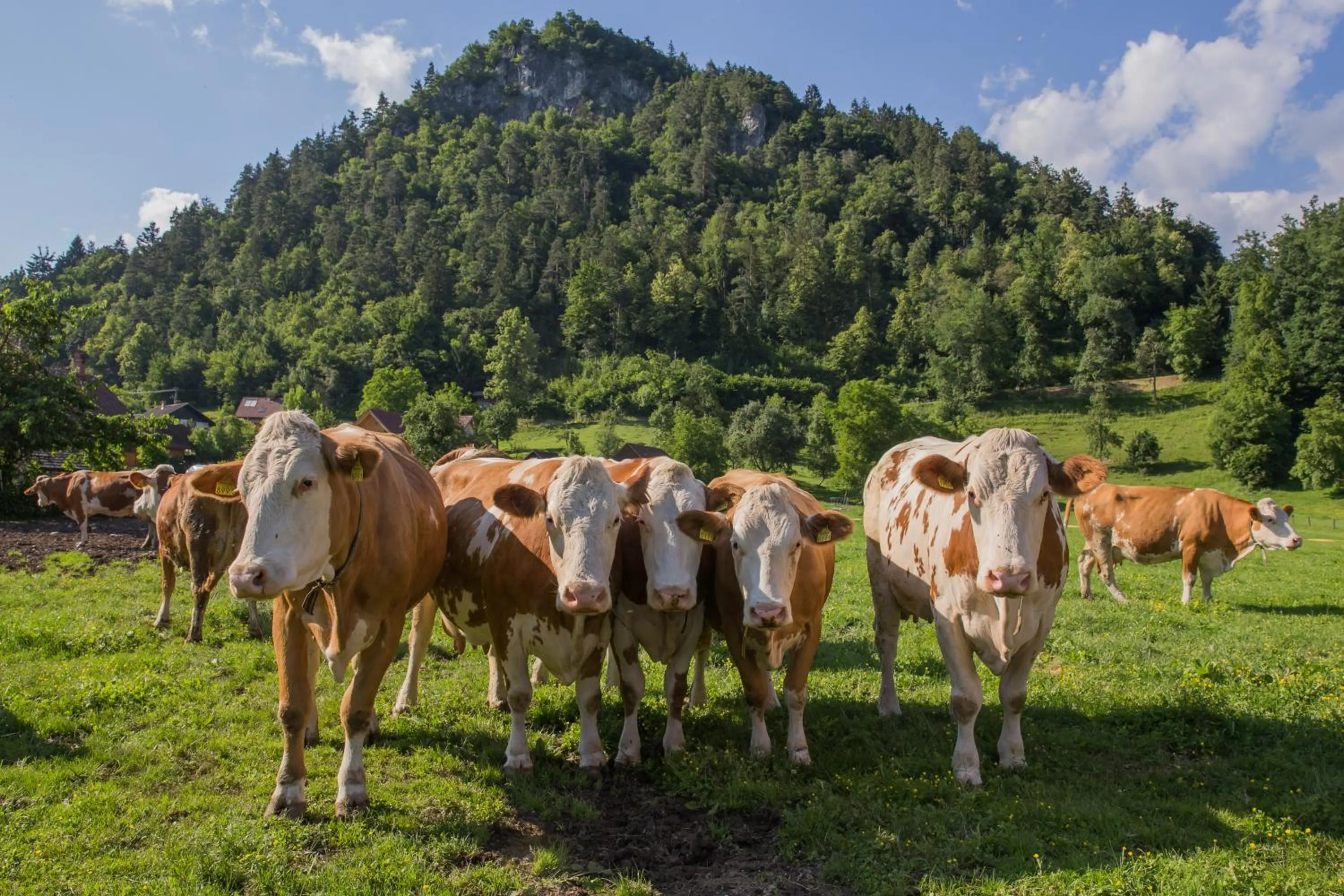 Animals in Farm Holidays Povsin